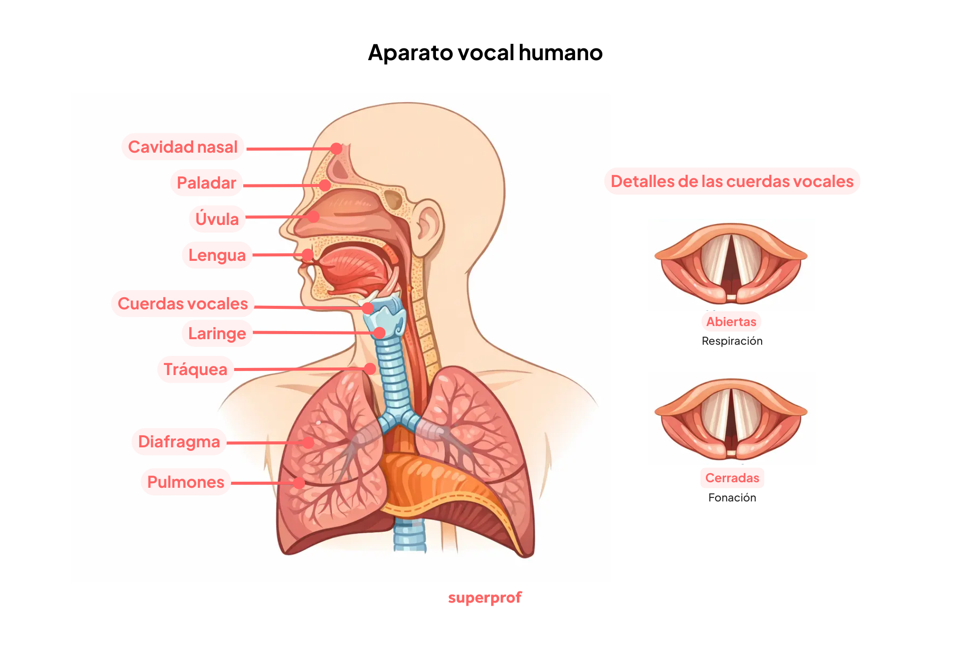 Diagrama del aparato vocal humano que muestra la cavidad nasal, el paladar, la úvula, la lengua, las cuerdas vocales, la laringe, la tráquea, el diafragma y los pulmones. Las cuerdas vocales se muestran abiertas para respirar y cerradas para la fonación. Las flechas indican el flujo de aire.