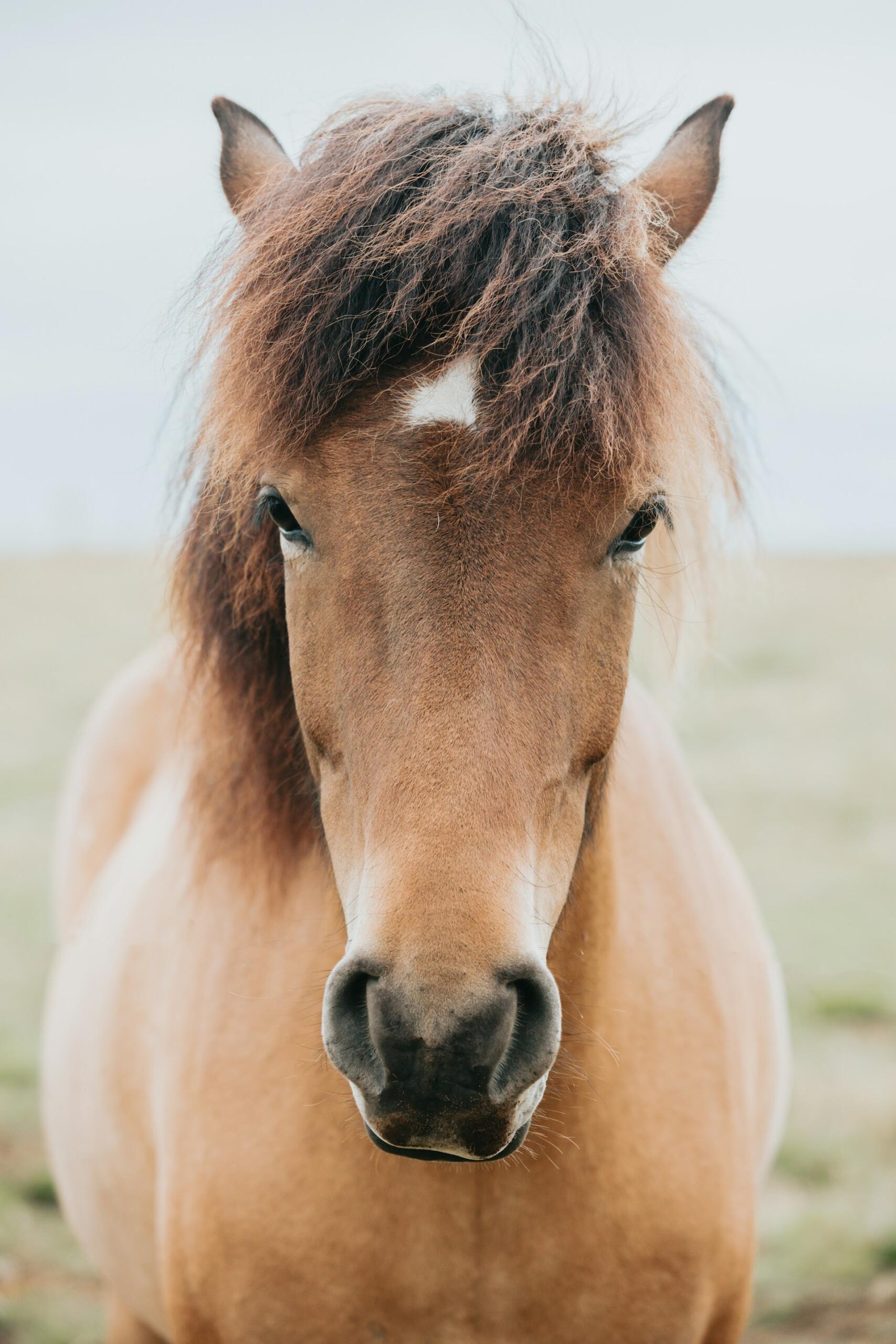 primer plano de caballo en un campo
