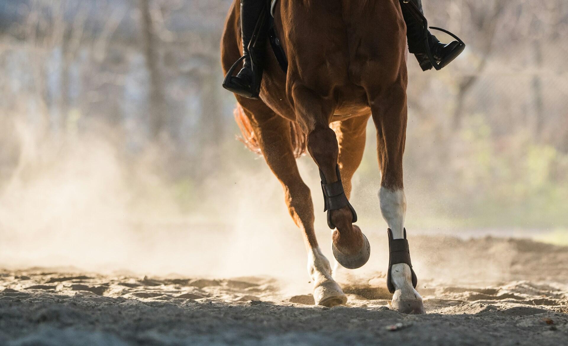 Primer plano de las patas de un caballo trotando por un camino polvoriento, en el que se ven las botas del jinete en los estribos.