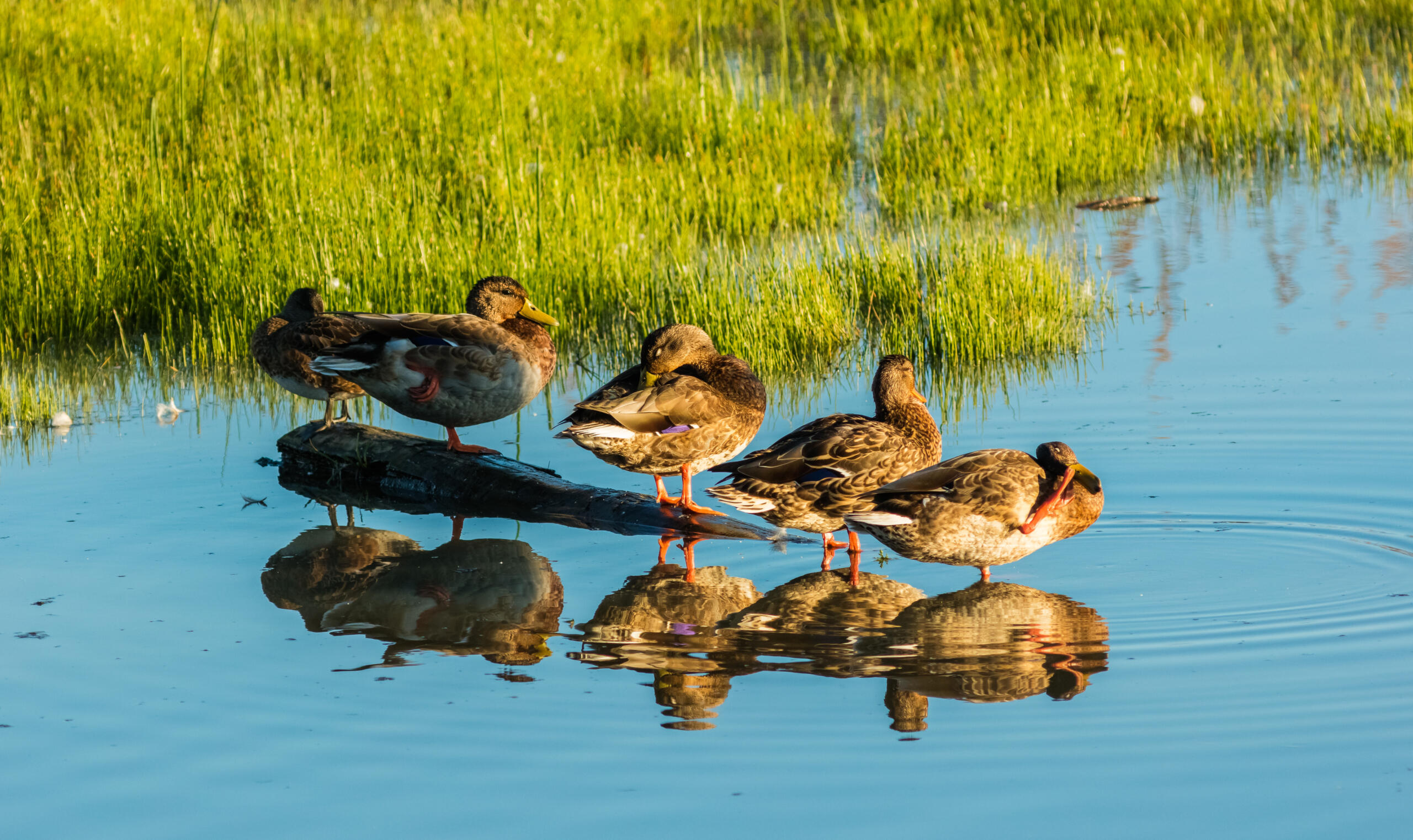 Un grupo de patos se encuentra sobre un tronco en un estanque tranquilo rodeado de exuberante hierba verde. El agua refleja su imagen. La escena transmite una sensación de calma y serenidad.