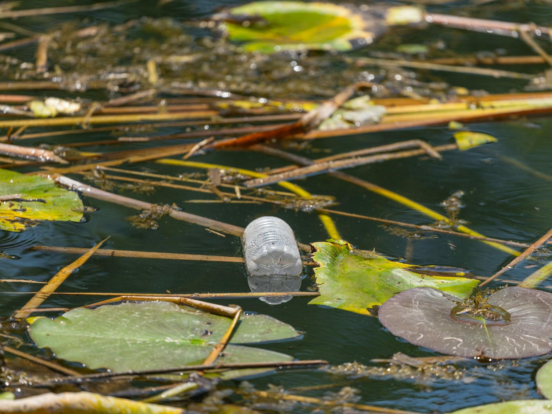 Una botella de plástico que flota entre nenúfares y juncos en la superficie de un estanque, lo que pone de relieve la contaminación del agua. La escena transmite una sensación de preocupación por el medio ambiente.