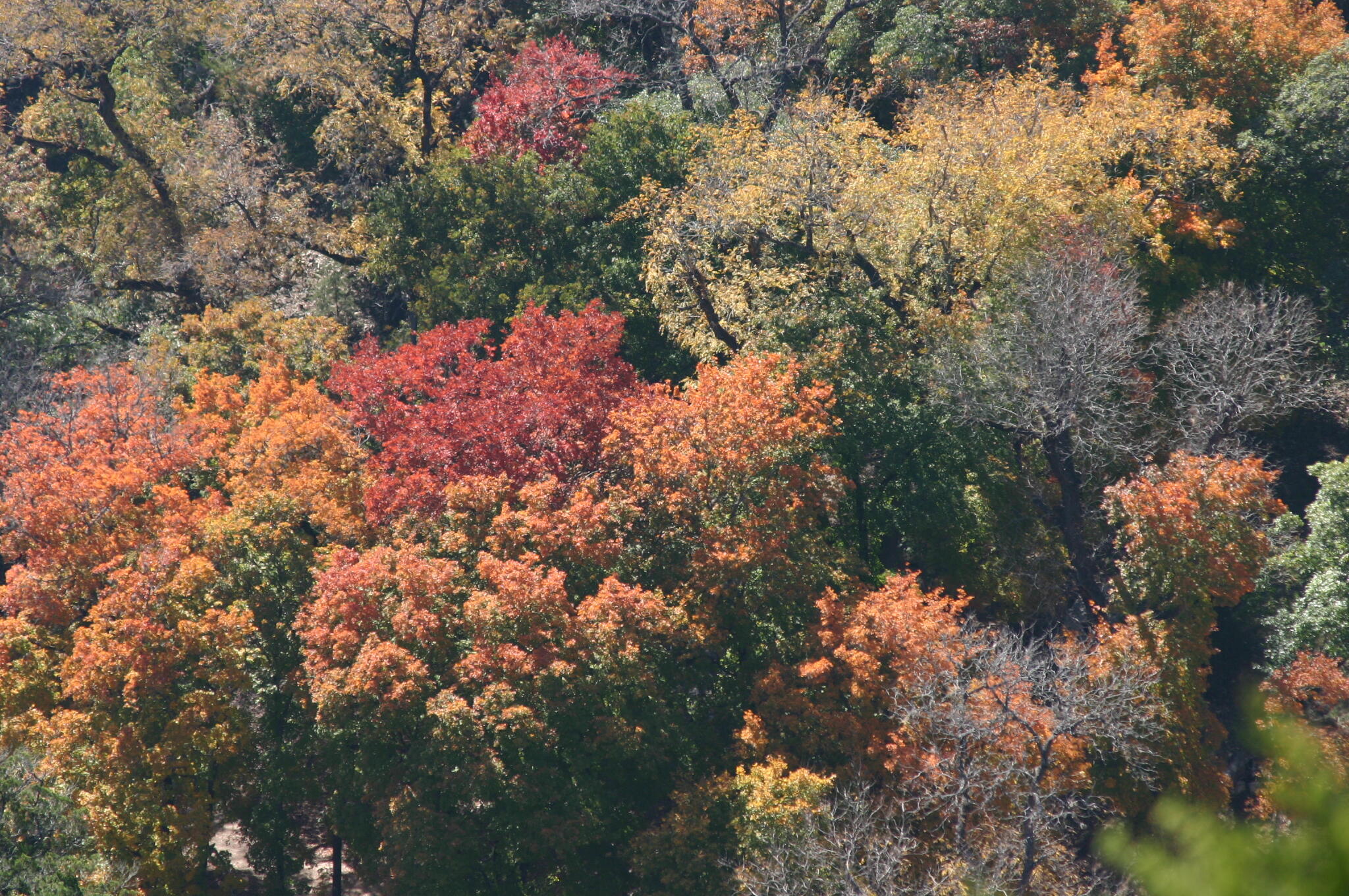 Un frondoso bosque en otoño con un follaje de vivos tonos rojos, naranjas y amarillos. Los intensos colores crean una atmósfera otoñal cálida y serena que envuelve el paisaje.