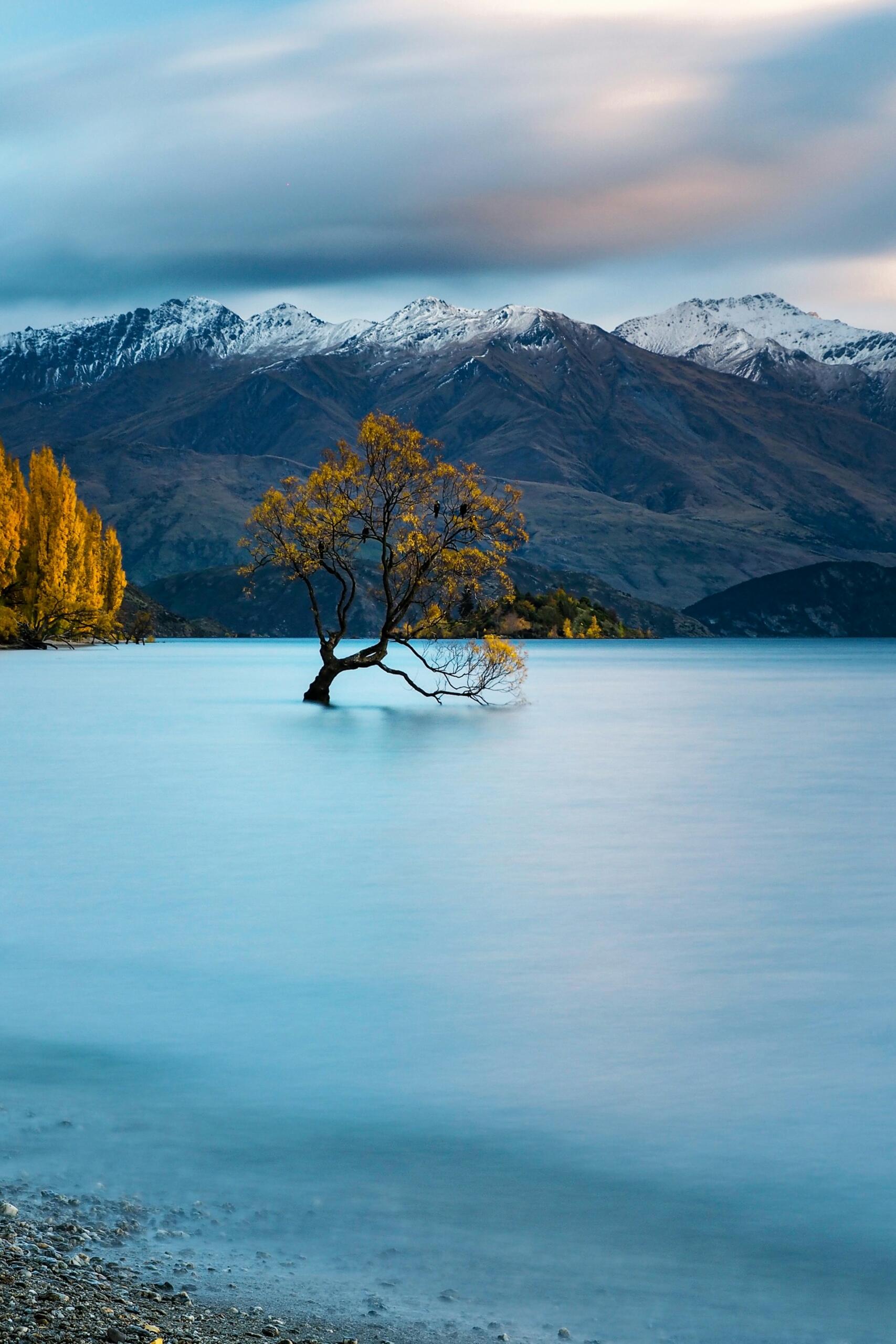 Un árbol solitario se alza sobre las tranquilas y azules aguas del lago, con montañas nevadas al fondo y árboles dorados a la izquierda, lo que transmite una gran serenidad.