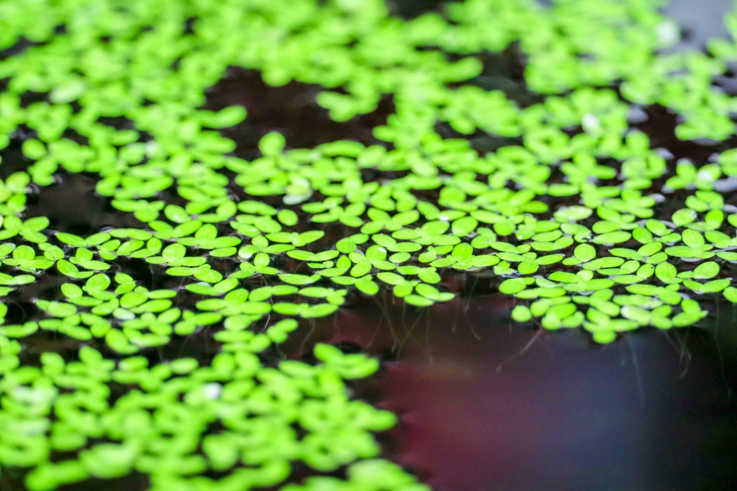 Primer plano de pequeñas lentejas de agua de un verde intenso que flotan sobre aguas oscuras y reflectantes, creando un patrón sereno y natural.