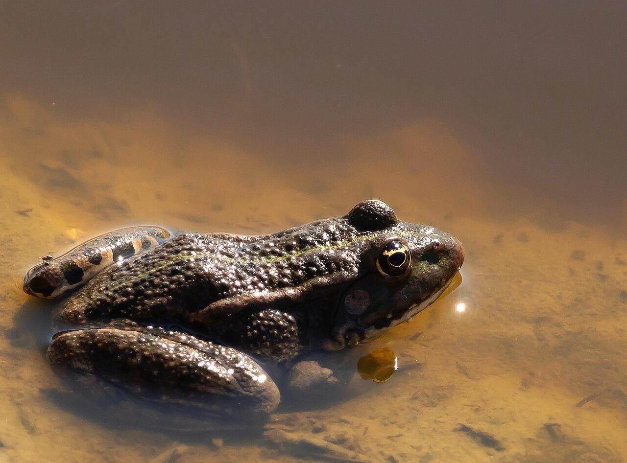 Una pequeña rana de piel marrón rugosa, parcialmente sumergida en un estanque turbio, con la luz del sol proyectando un cálido resplandor sobre la superficie del agua.