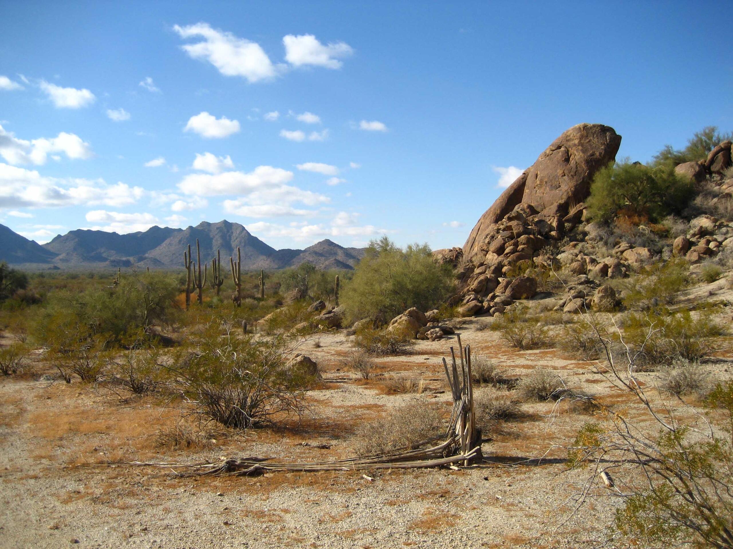 Paisaje desértico árido con arbustos y cactus dispersos bajo un cielo azul. Las colinas rocosas y las montañas lejanas crean una escena serena y natural.