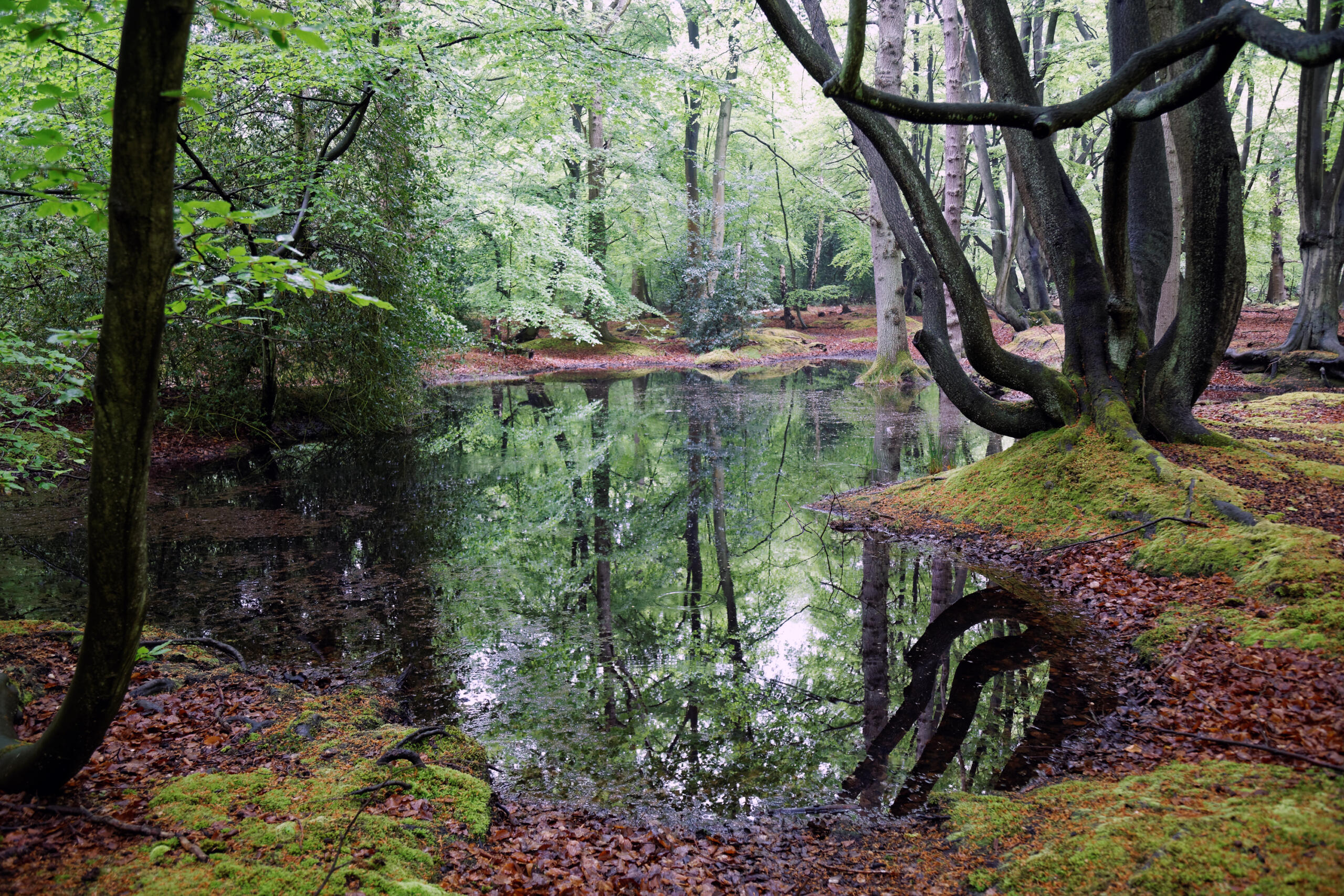 Una tranquila escena forestal en la que se ve un estanque en calma que refleja los frondosos árboles verdes. El suelo del bosque está cubierto de musgo y hojas caídas, lo que crea una atmósfera tranquila.