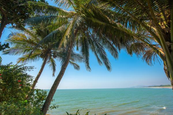 Escena de una playa tropical con palmeras que se inclinan hacia un océano azul y tranquilo bajo un cielo despejado. La exuberante vegetación enmarca la escena, creando un ambiente sereno y relajante.