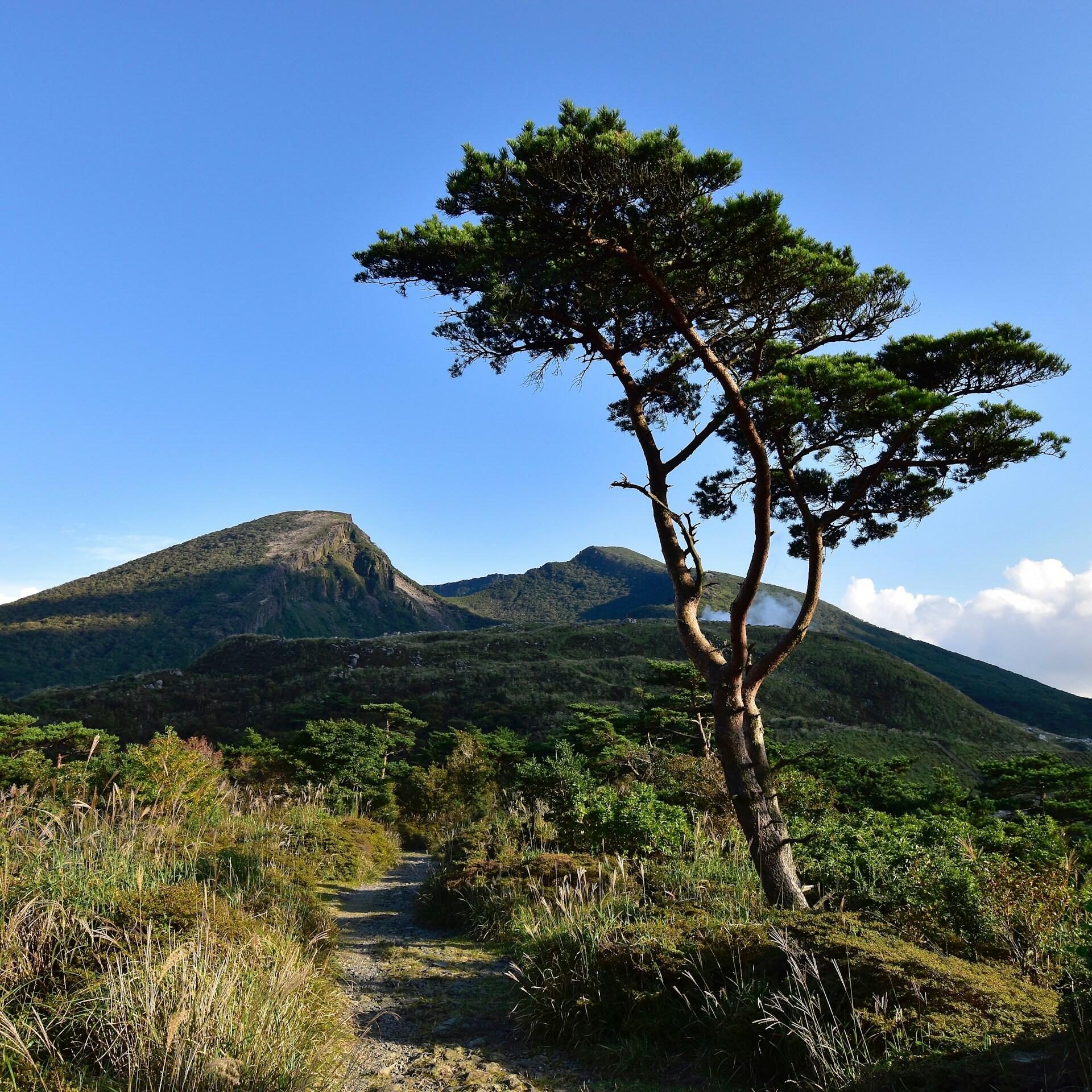 Un árbol solitario y retorcido se alza con las verdes colinas y un cielo azul claro como telón de fondo. Un estrecho sendero serpentea entre la hierba alta, transmitiendo tranquilidad.