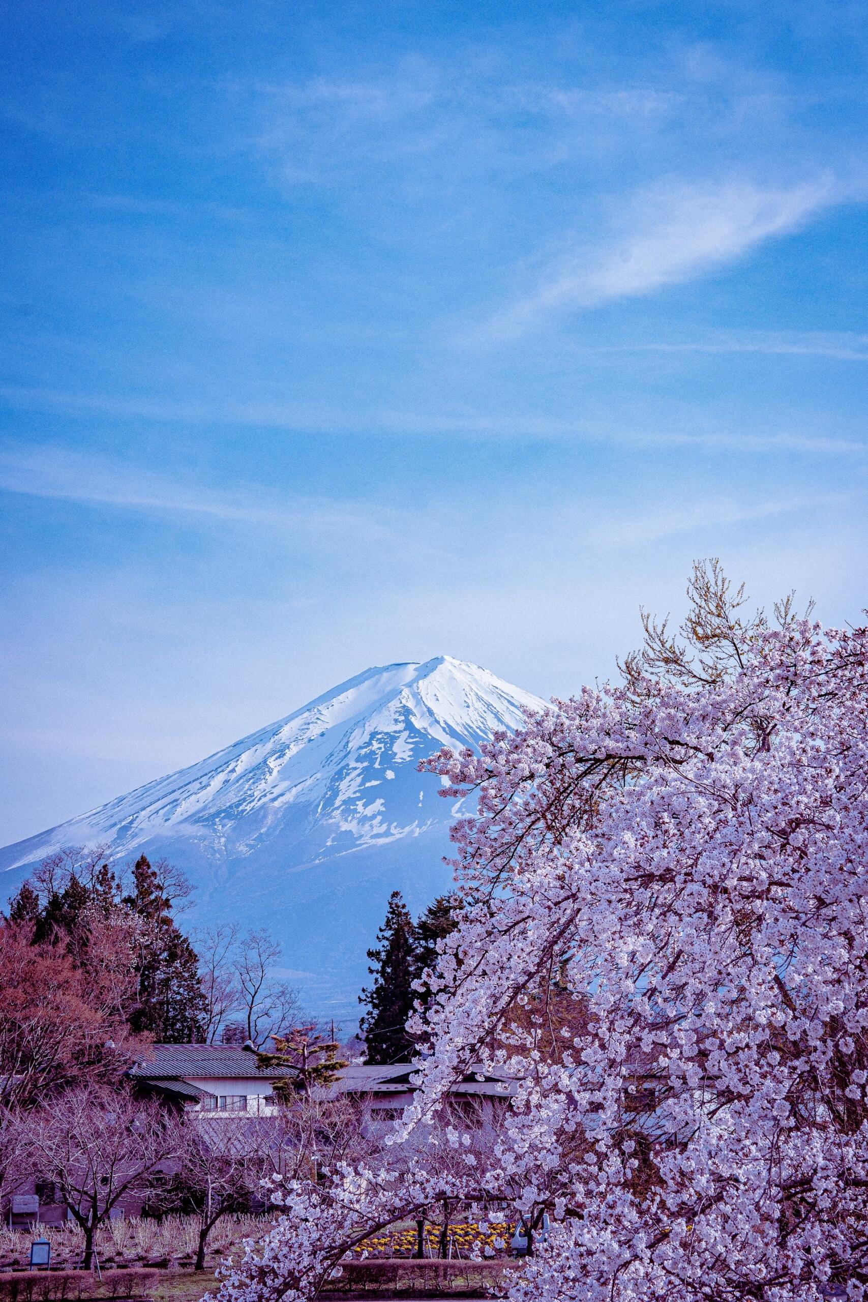 El monte Fuji, coronado de nieve, bajo un cielo azul y despejado, enmarcado por los cerezos en flor en primer plano, creando una escena serena y pintoresca.