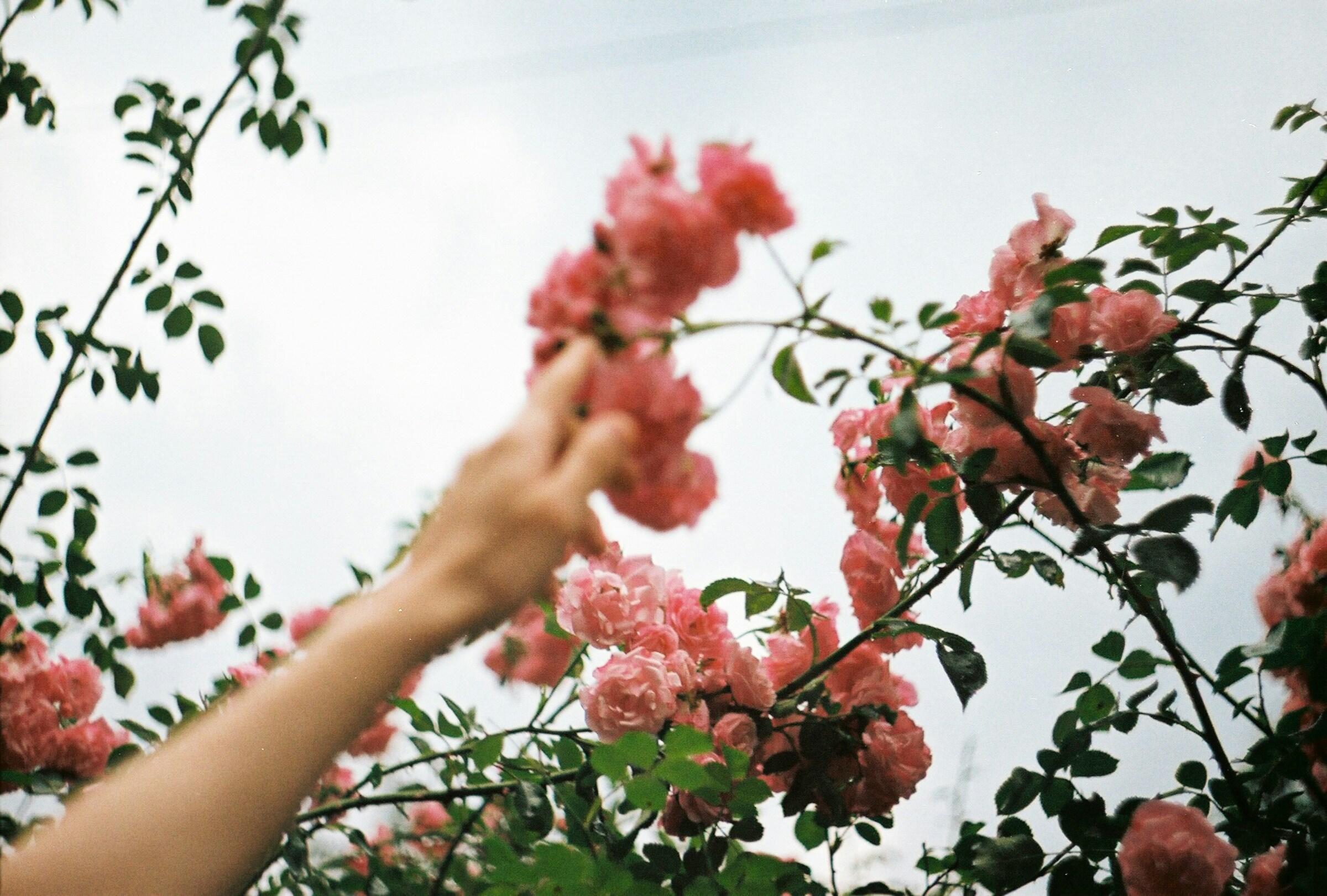 Una mano difuminada que se extiende hacia ramilletes de rosas de un rosa intenso en ramas frondosas, con un cielo pálido como telón de fondo.