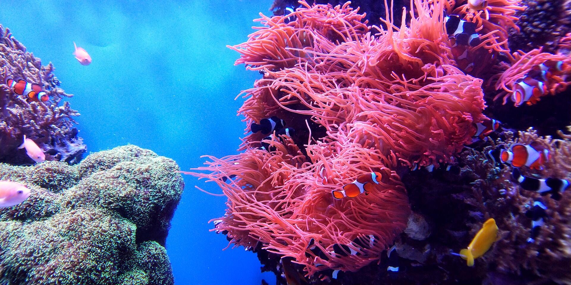 Escena submarina con corales de un rosa intenso y peces payaso nadando a su alrededor. El fondo es de un azul intenso, lo que evoca un ambiente oceánico sereno.
