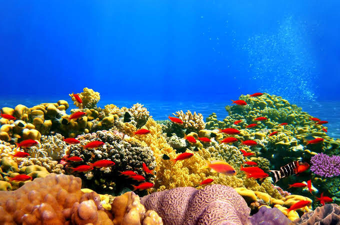 Una escena submarina llena de vida, con coloridos arrecifes de coral y numerosos pececitos rojos sobre un fondo de océano de un azul intenso, que transmite la vitalidad de la vida marina.