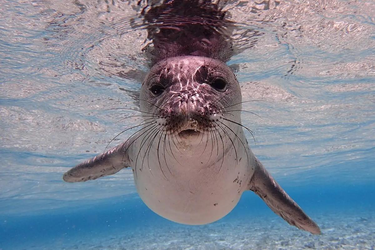 Primer plano de una foca juguetona nadando bajo el agua. La foca mira a la cámara con ojos curiosos, creando una escena oceánica serena y tranquila.