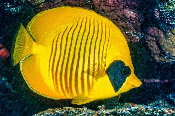 Un pez de color amarillo brillante con rayas negras verticales nada con un arrecife de coral como telón de fondo. El pez tiene una mancha negra característica cerca del ojo. Una imagen vibrante y tropical.