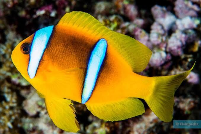 Un pez payaso de color amarillo brillante, con rayas azules y blancas de colores vivos, nada cerca de un arrecife de coral. La escena es colorida y animada, y pone de relieve la belleza del océano.