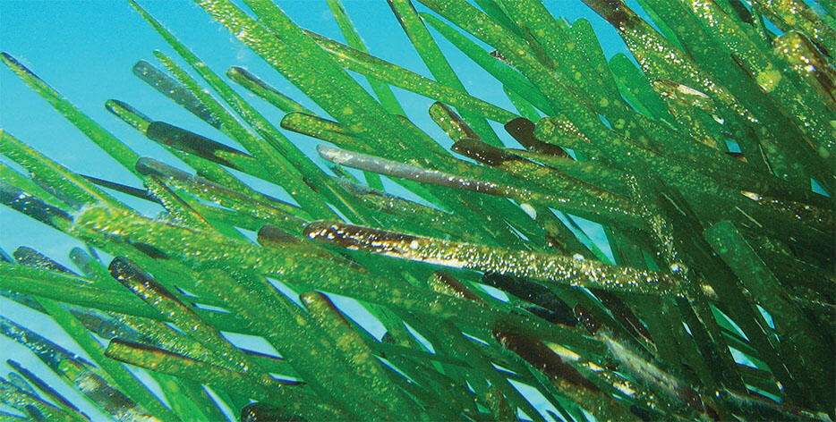 Primer plano de las hojas de una planta acuática de un verde intenso, posiblemente una especie de alga marina, sumergidas en aguas azules y cristalinas, que transmiten la serenidad y la vitalidad de un entorno submarino.
