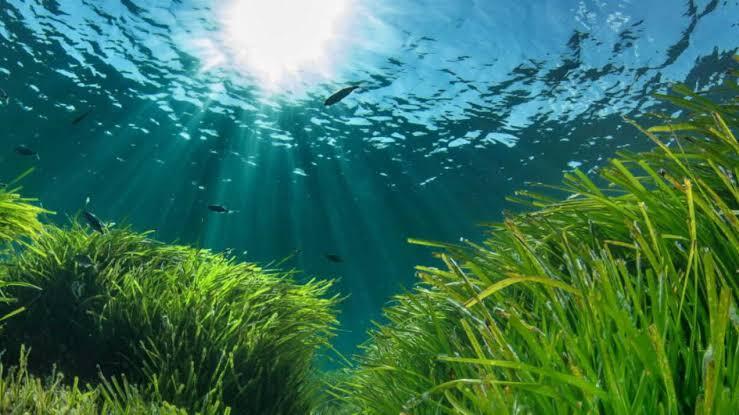La luz del sol se filtra a través de las aguas cristalinas y azules, iluminando las exuberantes praderas marinas y los pececitos, creando una serena escena submarina.
