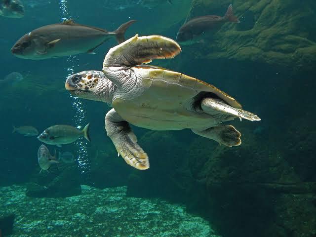 Una tortuga marina nada con elegancia bajo el agua, rodeada de diversos peces. La escena es tranquila, con la luz del sol filtrándose a través del agua e iluminando la vida marina.