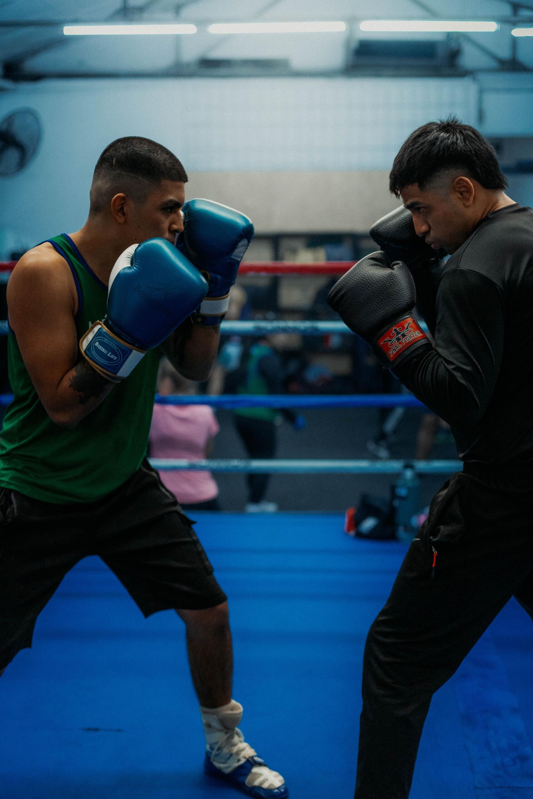 Dos boxeadores en el ring de un gimnasio, uno frente al otro con los guantes en alto, preparándose para un combate de entrenamiento.