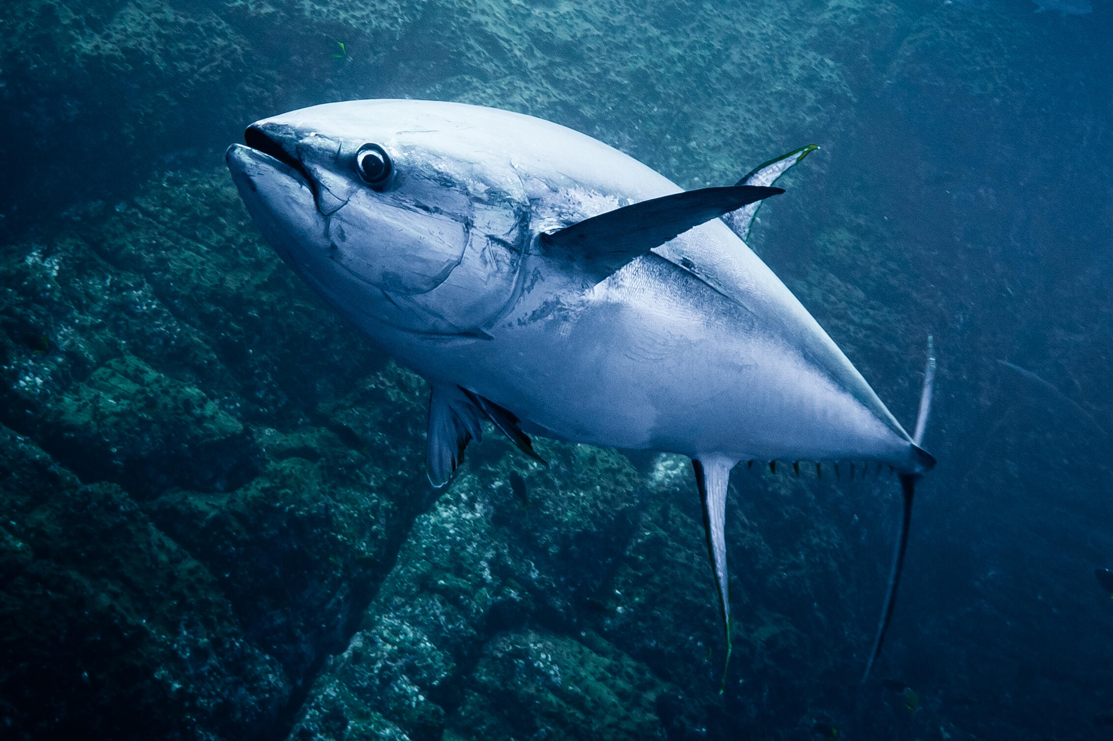 Un majestuoso atún rojo se desliza por las aguas azul oscuro del océano, sobre un fondo marino rocoso, con su cuerpo plateado y aerodinámico y sus aletas claramente definidas.