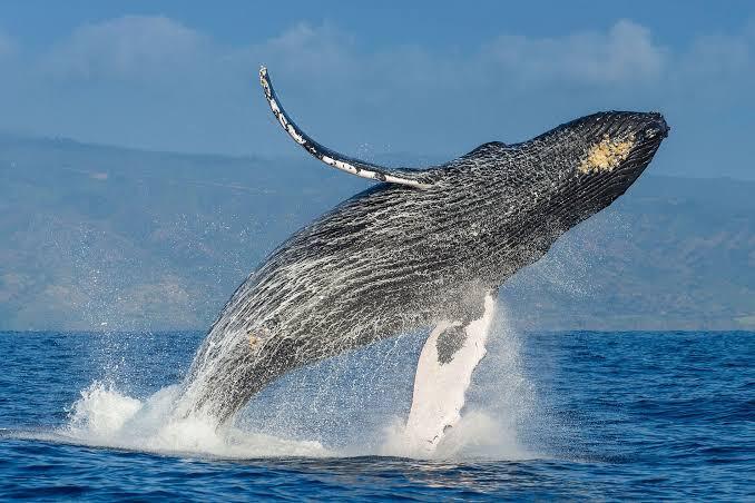 Una ballena jorobada salta sobre las aguas azules del océano; su vientre, con sus característicos dibujos, y sus largas aletas pectorales se distinguen contra un cielo costero brumoso.