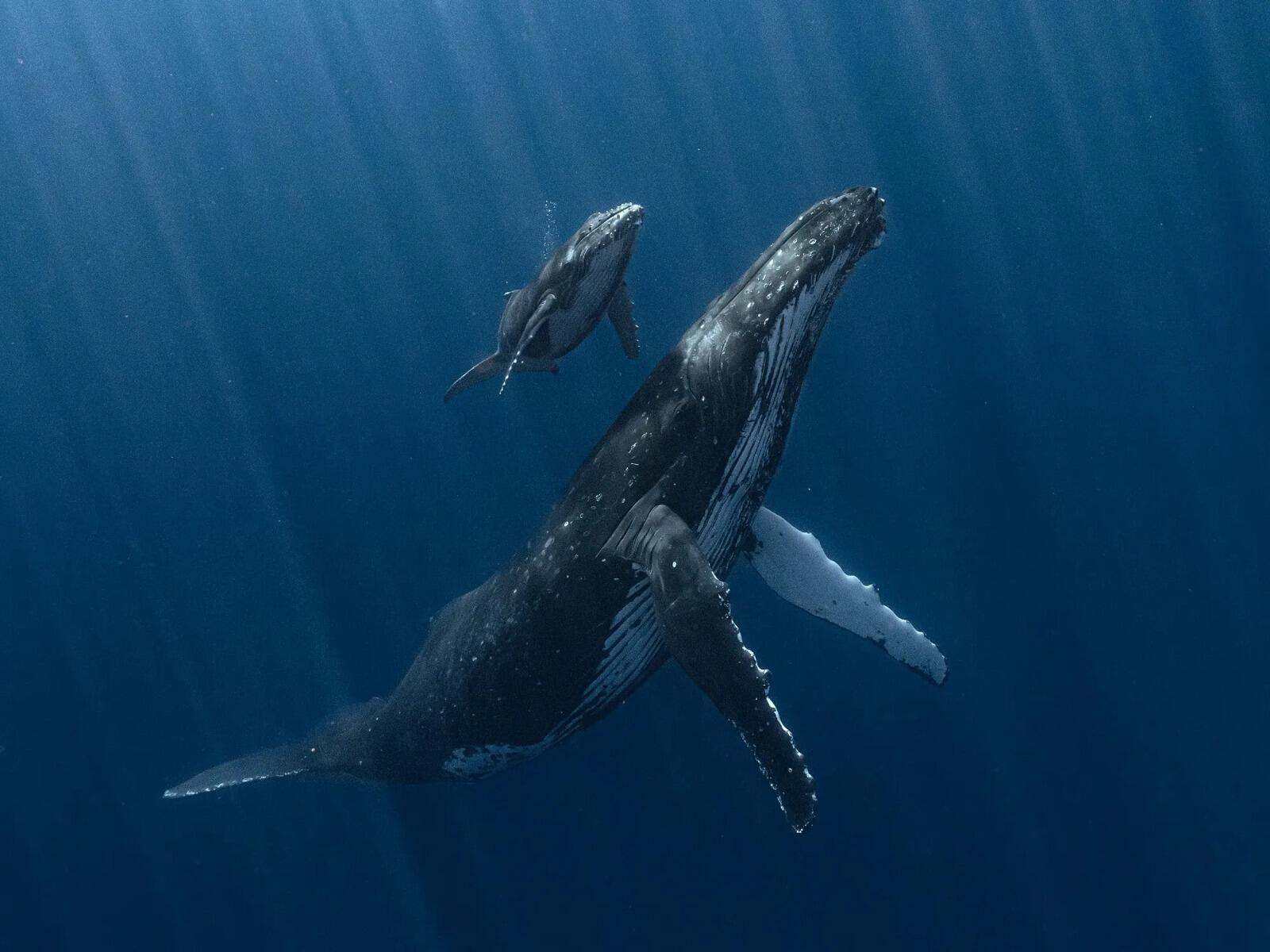 Una ballena jorobada y su cría nadan juntas por las profundas aguas azules del océano, iluminadas por los rayos del sol en una serena escena submarina.