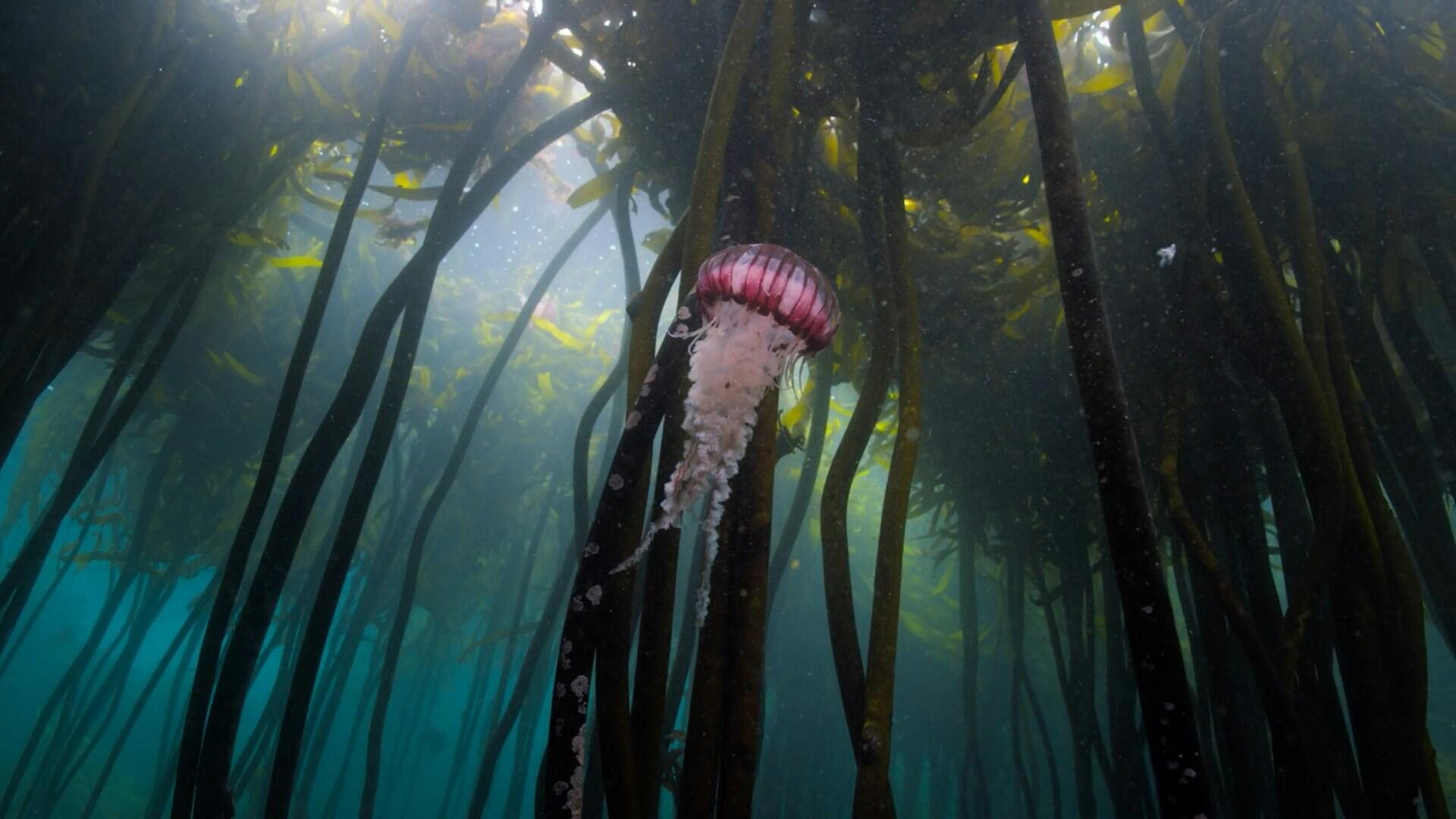 Una medusa rosa flota entre las imponentes algas marinas en las aguas azul verdosas del océano, con sus tentáculos arrastrándose por debajo, en una misteriosa y serena escena submarina.