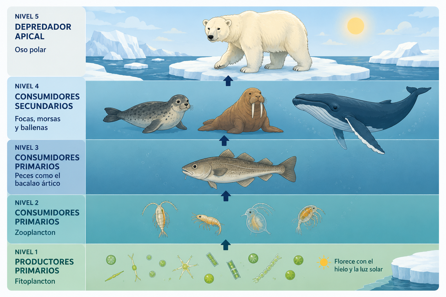Infografía educativa de la cadena alimentaria polar: fitoplancton, zooplancton, peces, focas, morsas, ballena y oso polar bajo el sol.