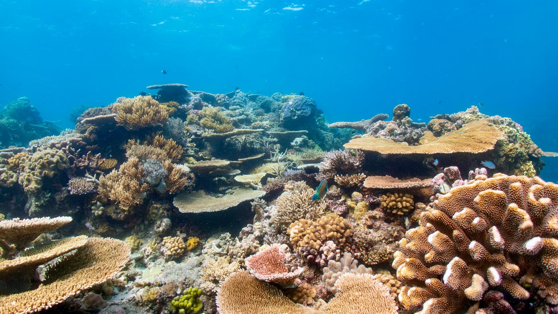 Un vibrante arrecife de coral submarino rebosa de corales ramificados y en forma de placa en tonos dorados, rosas y marrones, iluminado por las cristalinas aguas azules tropicales.