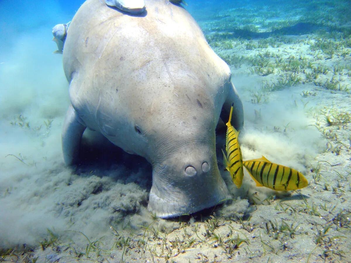 Un dugongo submarino pasta en un lecho de algas marinas arenoso, mientras dos peces de color amarillo brillante y rayados nadan junto a su hocico ancho y de aspecto apacible.