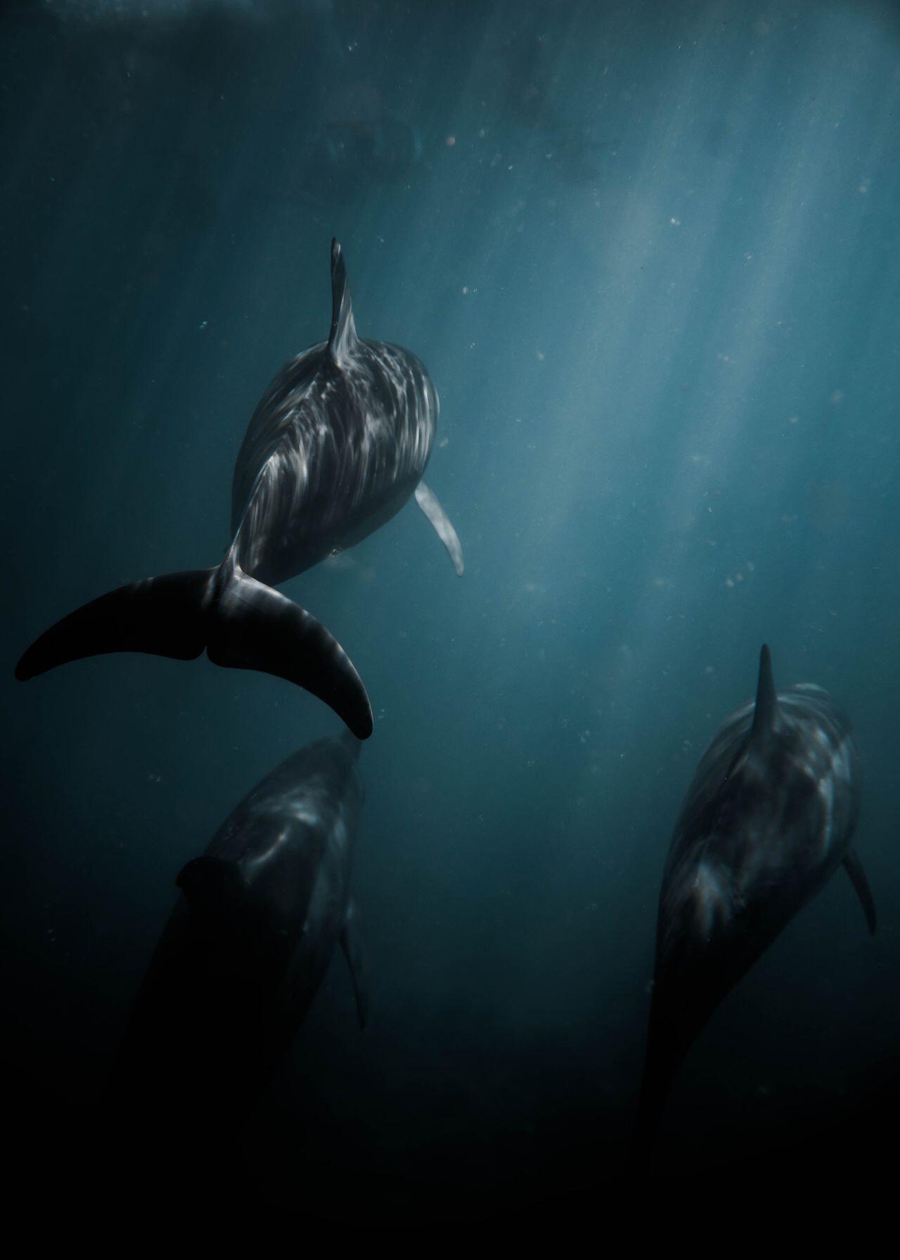 Tres delfines se sumergen en las profundas aguas azules del océano; la imagen, tomada desde abajo, muestra cómo la luz del sol se filtra a través del agua, creando una escena submarina serena y misteriosa.