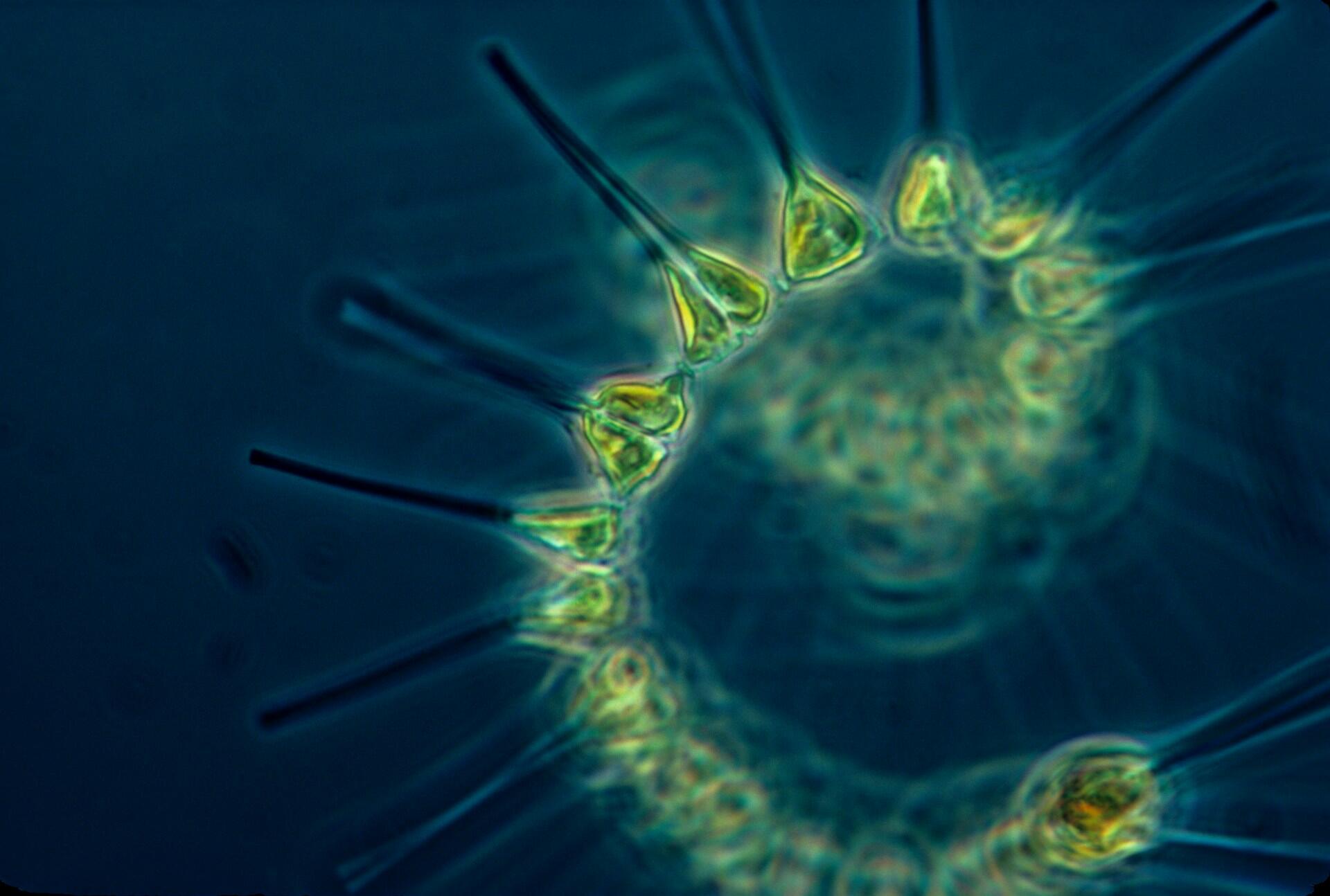 Organismo microscópico similar al plancton, con un cuerpo texturizado de color verde brillante y largas espinas radiales, suspendido en aguas de un azul intenso; tono misterioso.