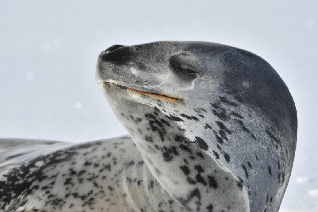 Primer plano de una foca leopardo descansando en aguas heladas, con su pelaje gris moteado y su cabeza ancha, que muestra una expresión tranquila y vigilante.