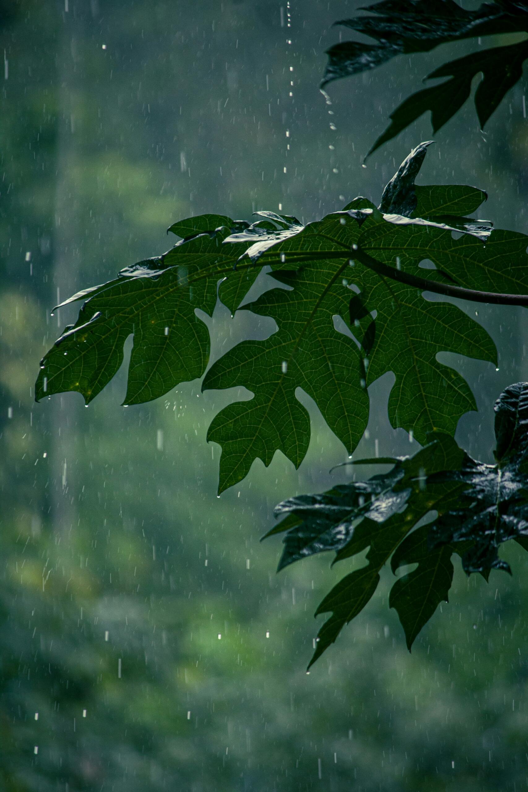 La lluvia cae sobre unas hojas verdes y brillantes en una rama oscura, con un bosque difuminado al fondo, creando una escena natural tranquila y evocadora.