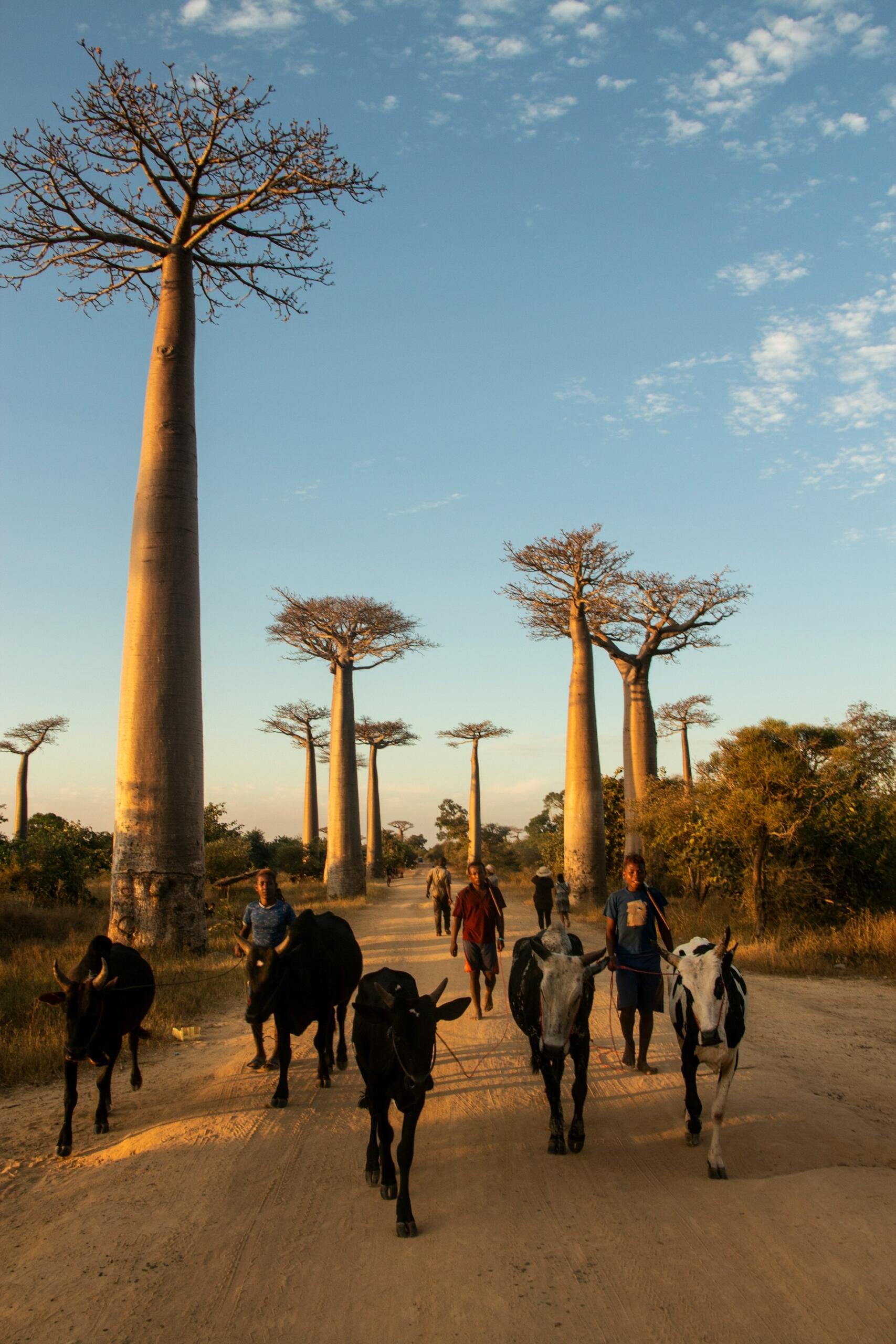 Unos ganaderos guían a unos cebúes blancos y negros por una polvorienta carretera de Madagascar, flanqueada por imponentes baobabs bajo una cálida luz dorada.