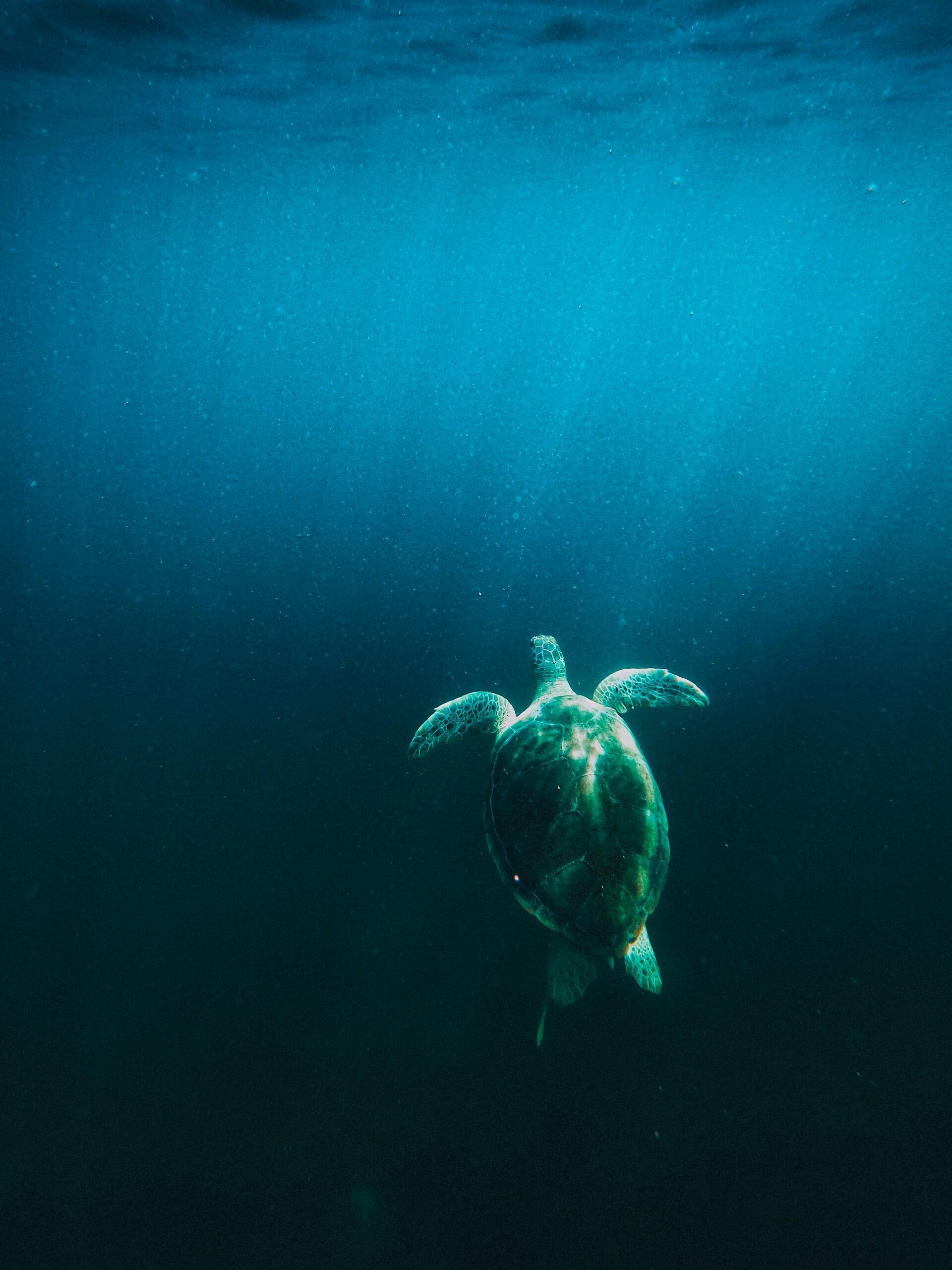 Una tortuga marina nada por las profundas aguas azules del océano, iluminadas desde arriba, creando una escena submarina serena y misteriosa.