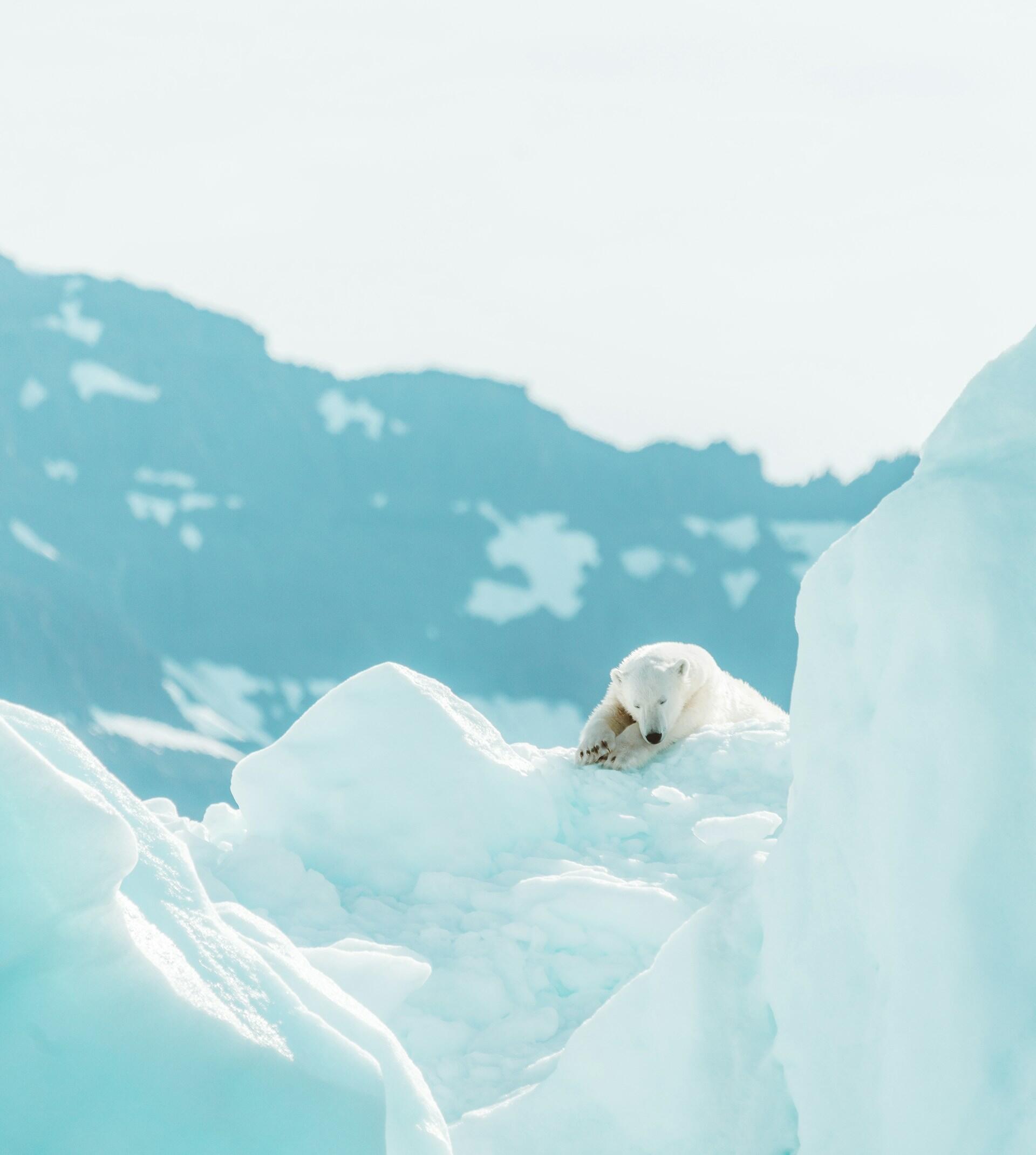 Un cachorro de oso polar somnoliento descansa sobre un témpano de hielo de un azul intenso, rodeado de imponentes paredes glaciares y montañas nevadas bajo la suave luz del día.