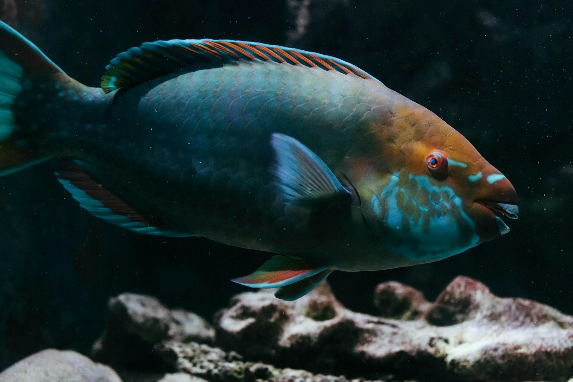 Un colorido pez loro nada sobre un arrecife de coral en aguas de color azul oscuro; sus marcas de color turquesa, sus aletas naranjas y su mirada atenta crean una vívida escena submarina.