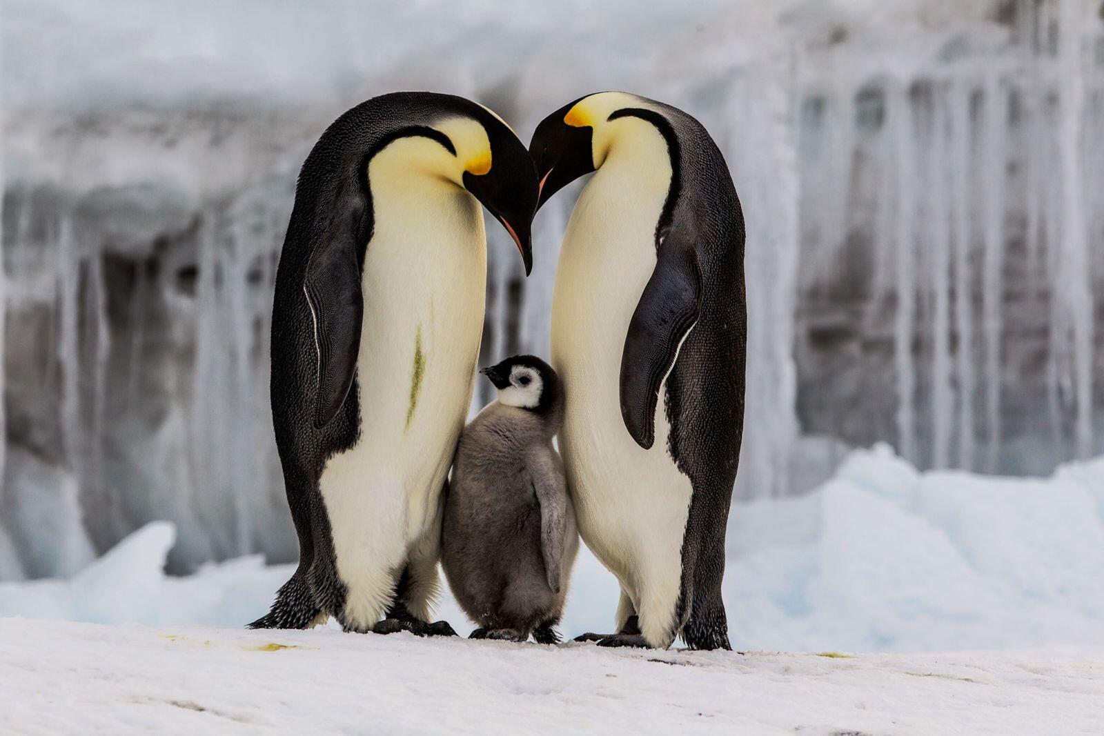 Dos pingüinos emperador adultos acogen entre ellos a un polluelo mullido sobre el hielo nevado de la Antártida, creando una tierna escena familiar llena de protección.