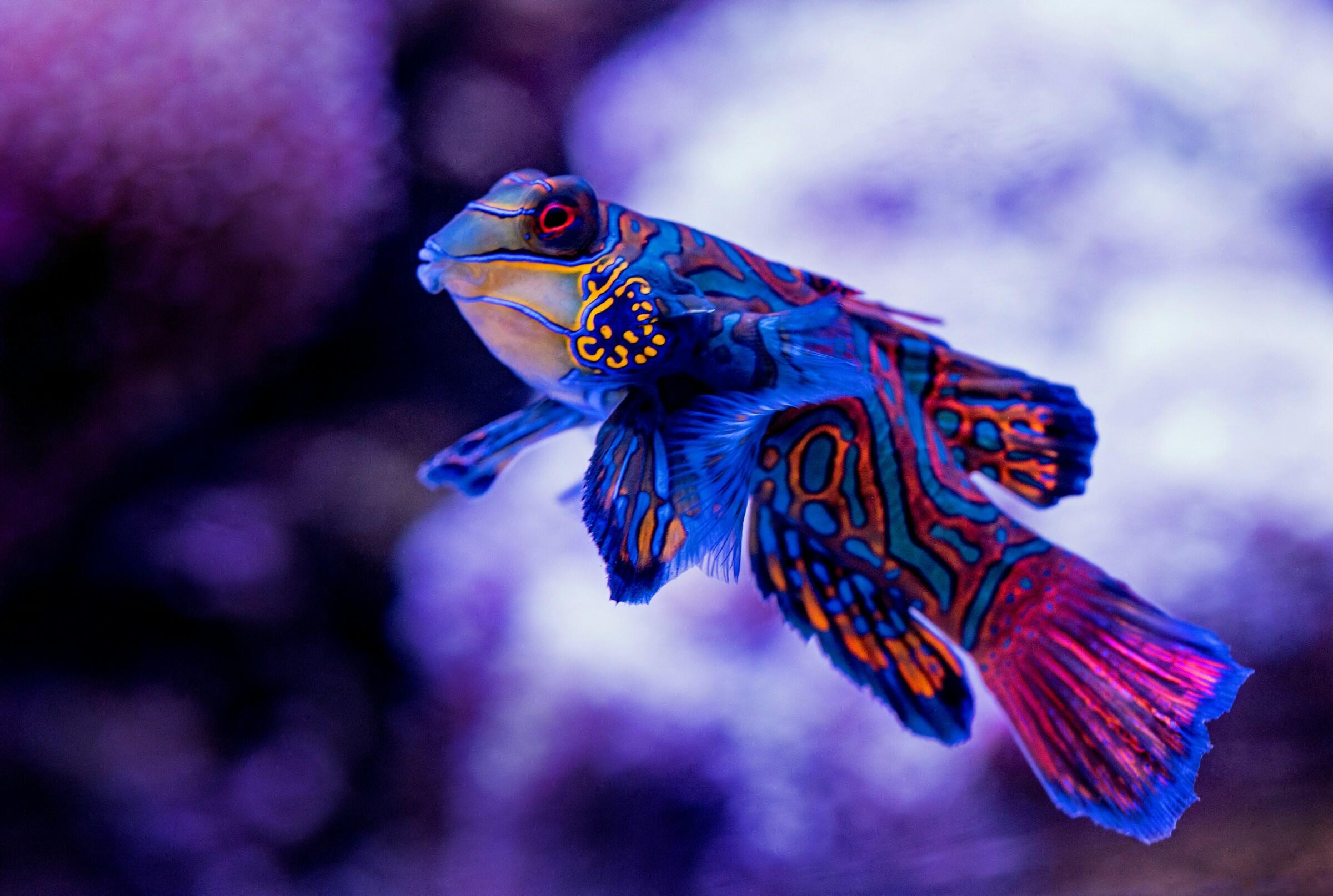 Un colorido pez mandarín con intrincados motivos azules, naranjas y rojos que nada en un entorno submarino iluminado con luz púrpura.