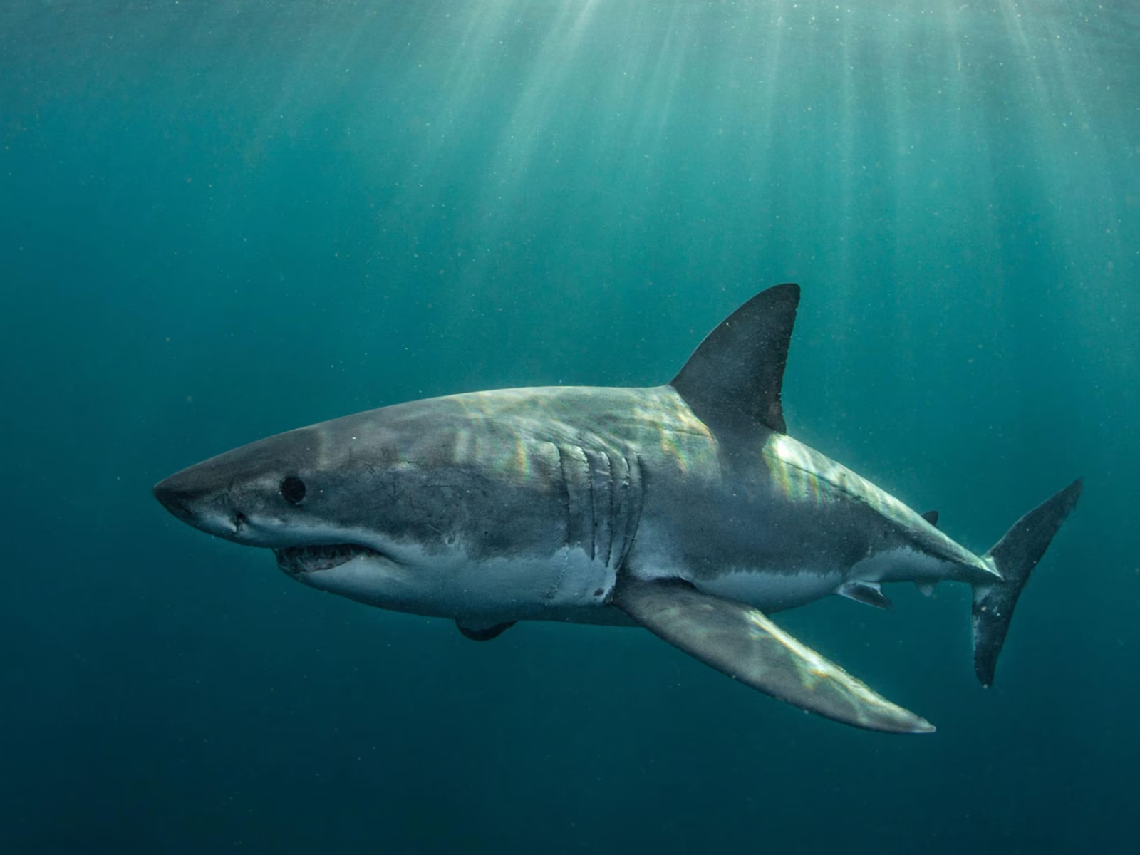 Un gran tiburón blanco nadando bajo el agua, iluminado por los rayos de sol que se filtran a través de las aguas azul verdosas del océano; una escena marina imponente y misteriosa.