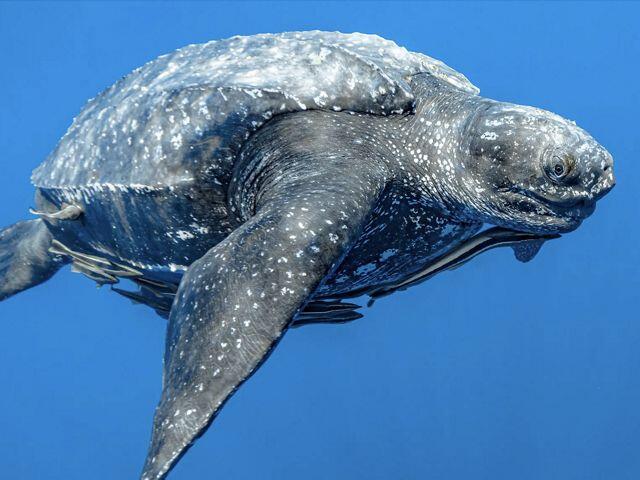 Una tortuga laúd se desliza por las cristalinas aguas azules del océano; su caparazón oscuro y estriado y sus largas aletas delanteras se divisan en una escena tranquila.