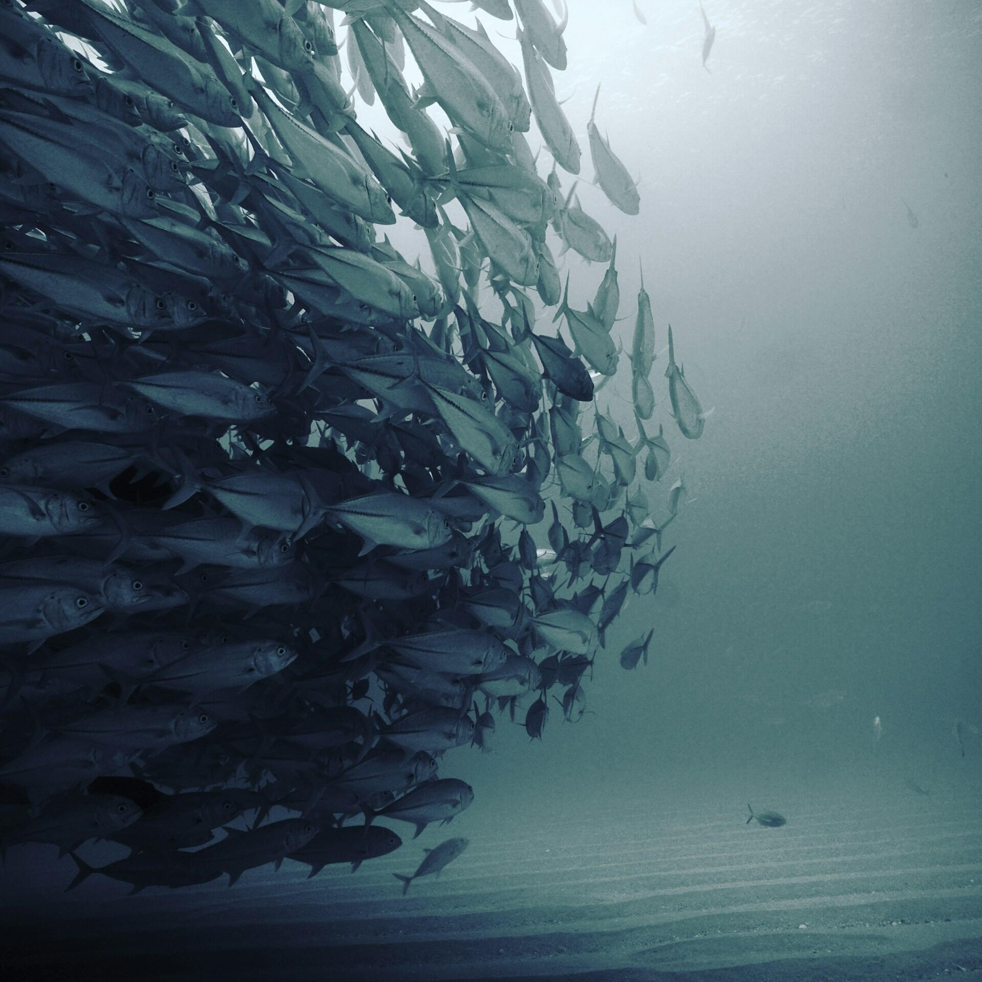 Un enorme banco de peces plateados se arremolina entre las aguas azul verdosas del océano, formando una masa densa y espectacular sobre el oscuro fondo marino.