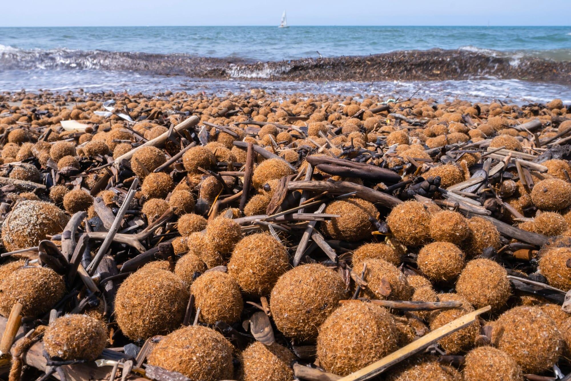 Una playa rocosa está cubierta de cientos de vainas marinas marrones y puntiagudas y de madera flotante, mientras que, más allá, se divisan suaves olas, el océano azul y un velero.