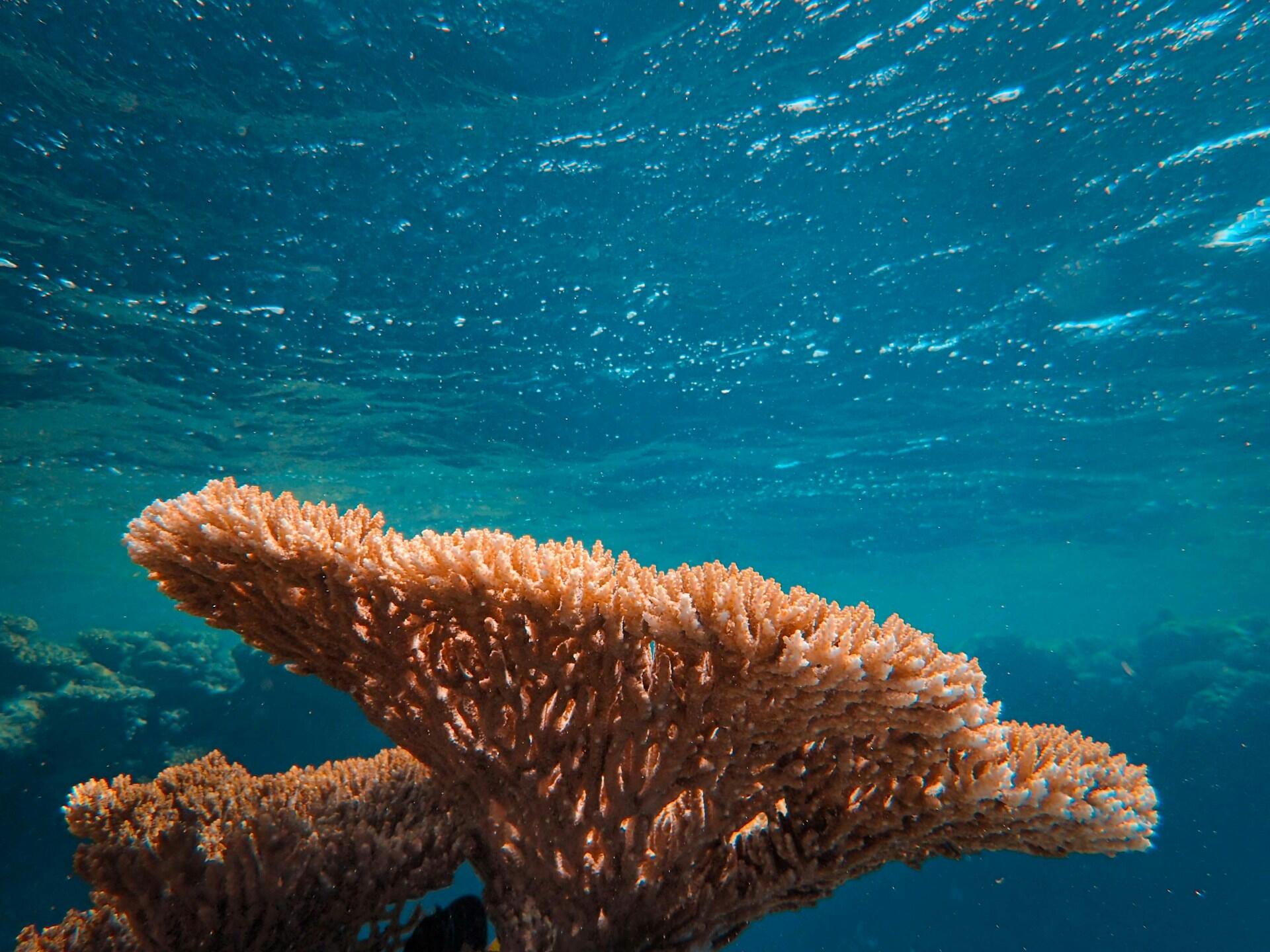 Escena submarina de un arrecife de coral con un gran coral naranja en forma de abanico rodeado de corales más pequeños en aguas turquesas y cristalinas, tranquilas y llenas de vida.