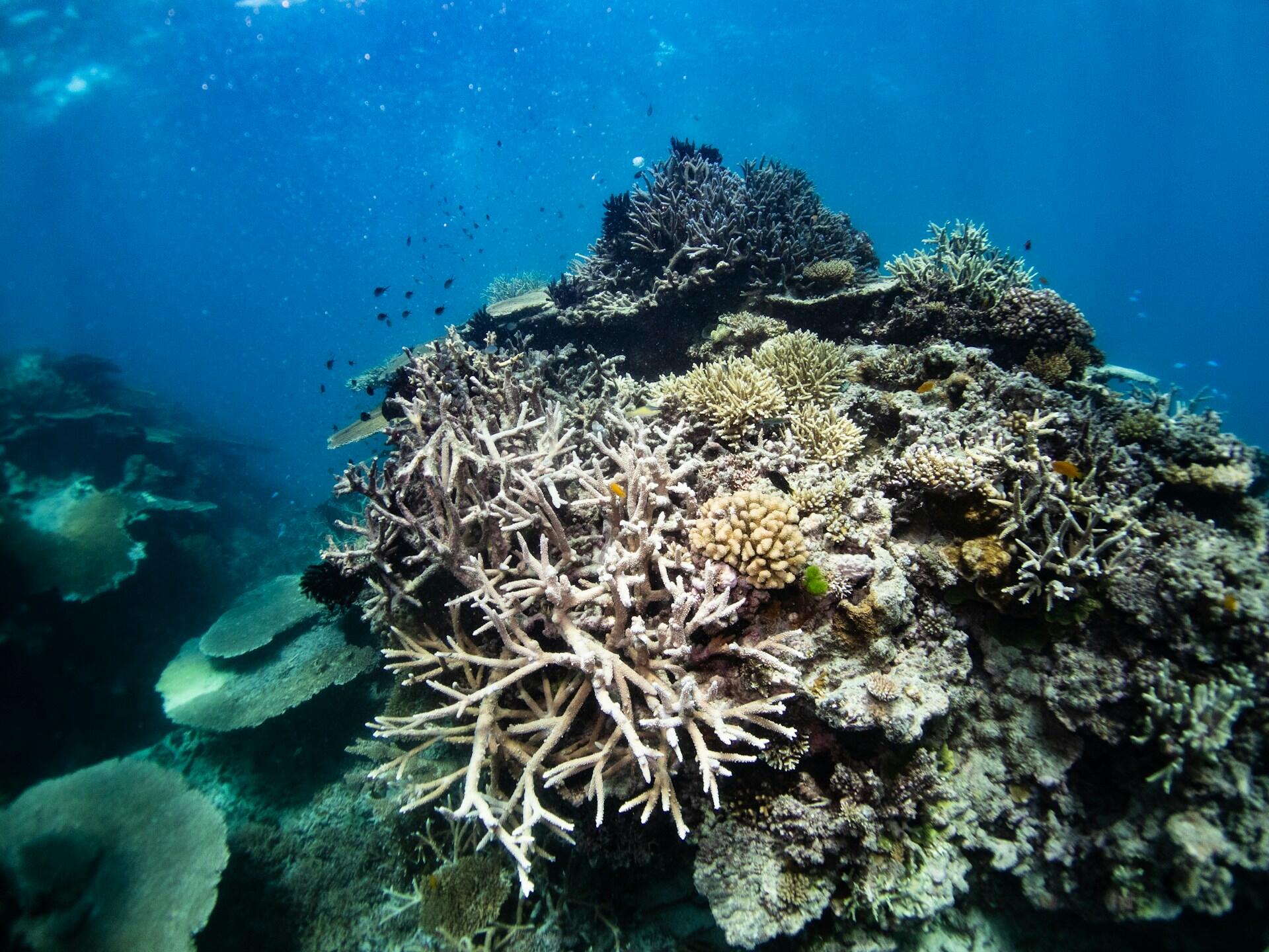 Un vibrante arrecife de coral submarino con corales ramificados y en forma de placa, pequeños peces y aguas de un azul intenso, que crean una serena escena marina.