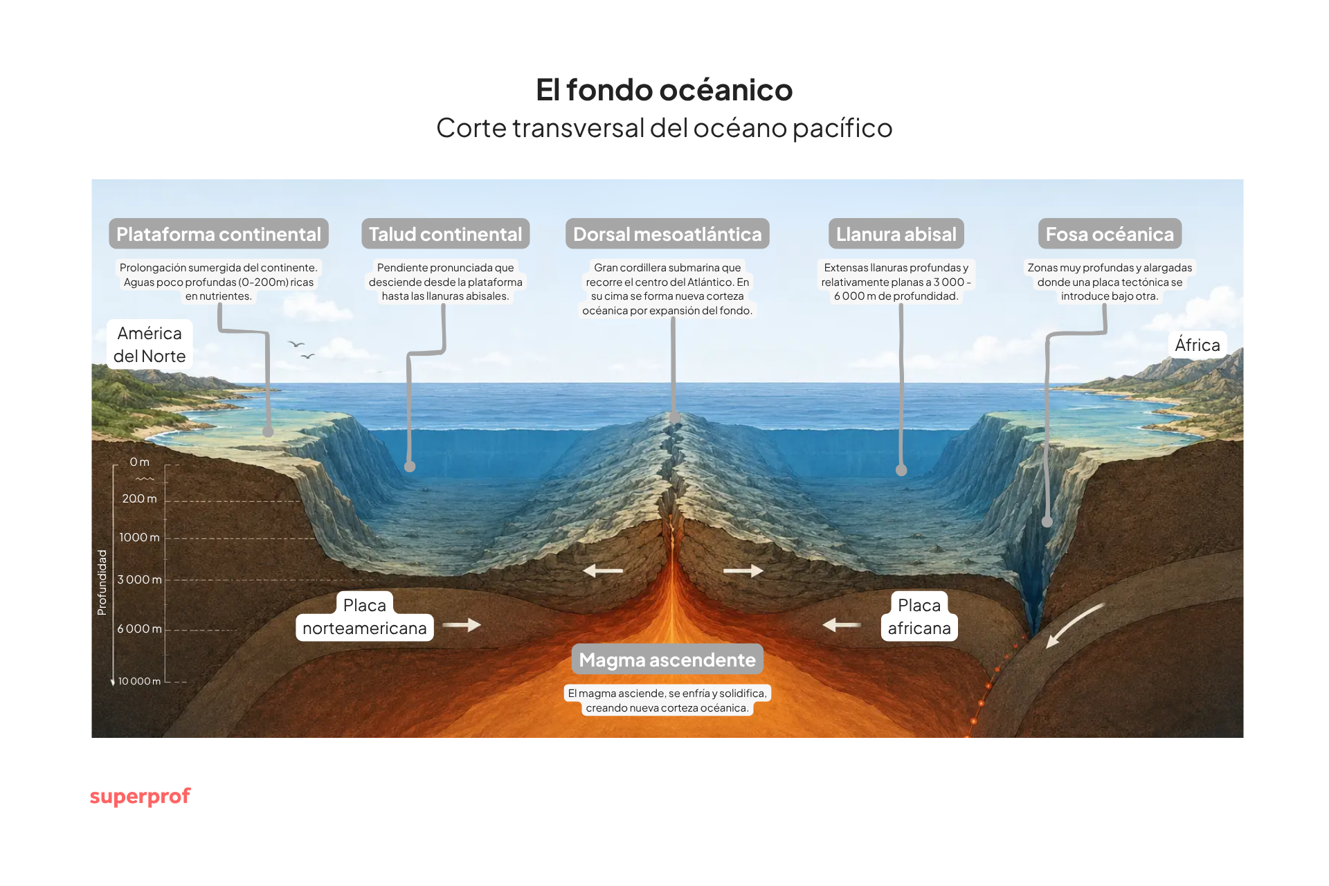 Infografía en español del fondo oceánico del Atlántico: corte transversal con dorsales, placas tectónicas, magma ascendente, continentes y fosas.