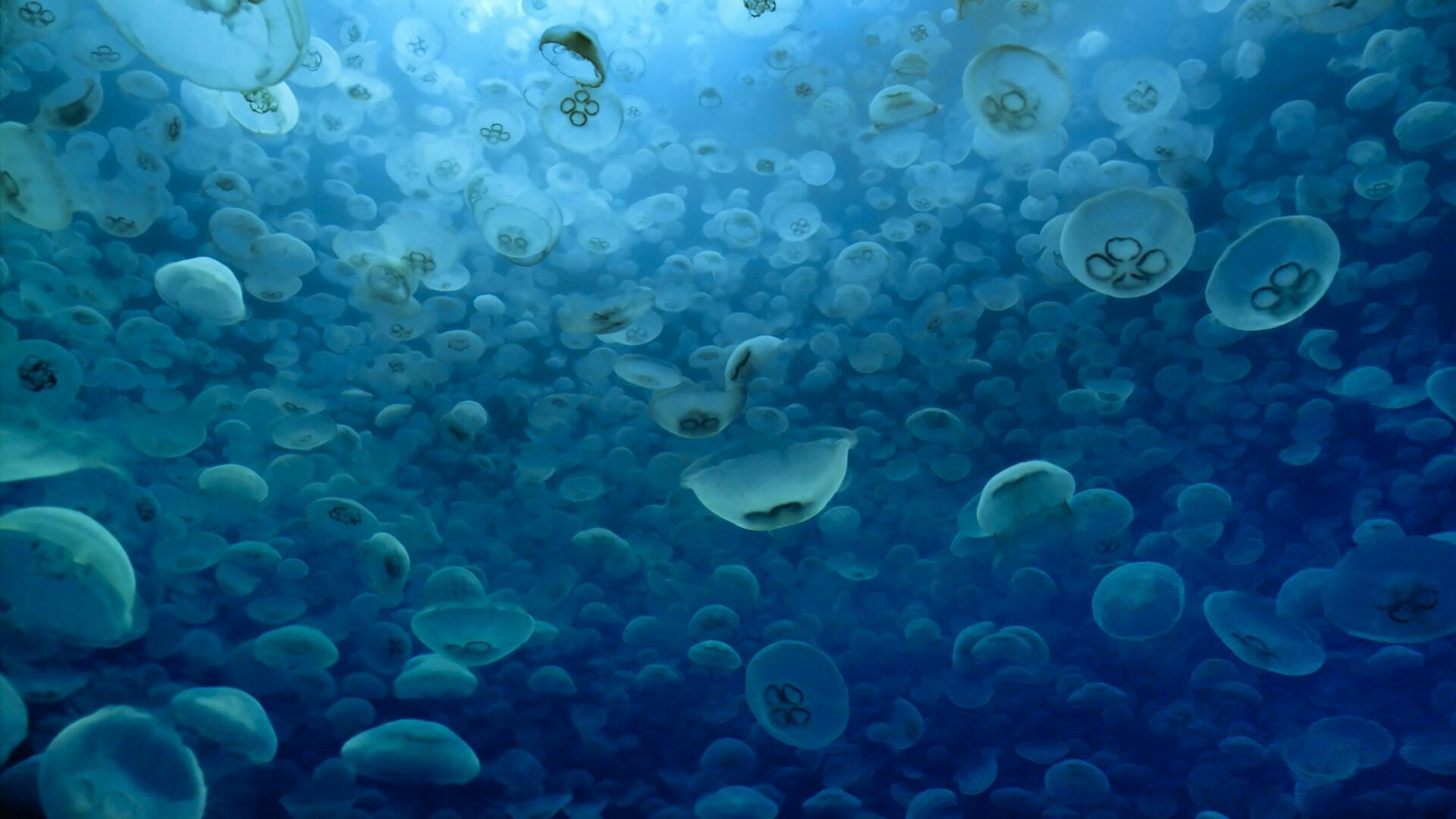Una fascinante escena submarina llena de cientos de medusas translúcidas que flotan a la deriva en aguas de un azul intenso, creando un ambiente sereno y onírico.