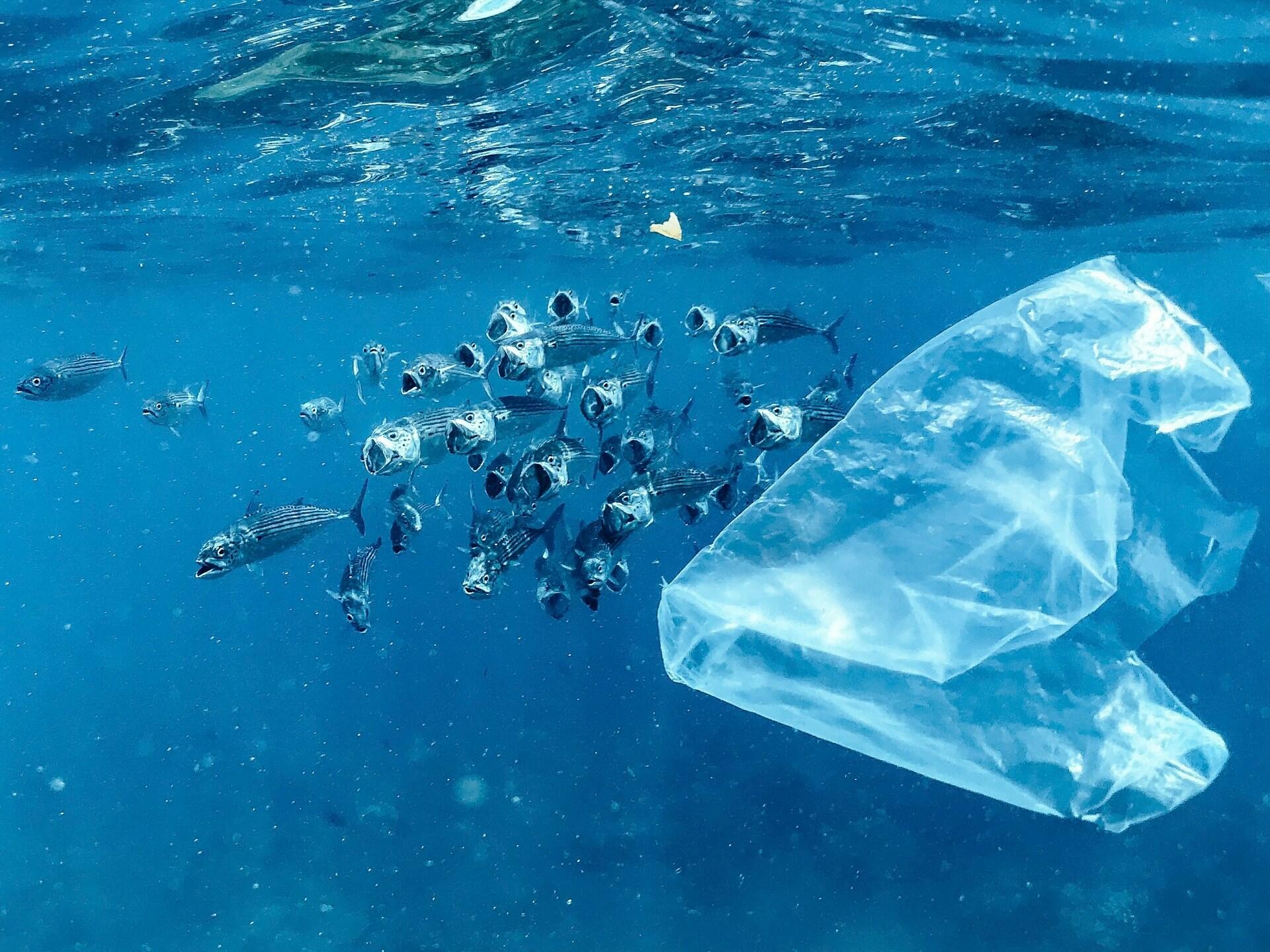 Escena submarina en la que se ve una bolsa de plástico translúcida a la deriva junto a un banco de peces en las aguas azul brillante del océano, lo que transmite la contaminación marina y la preocupación que esta suscita.
